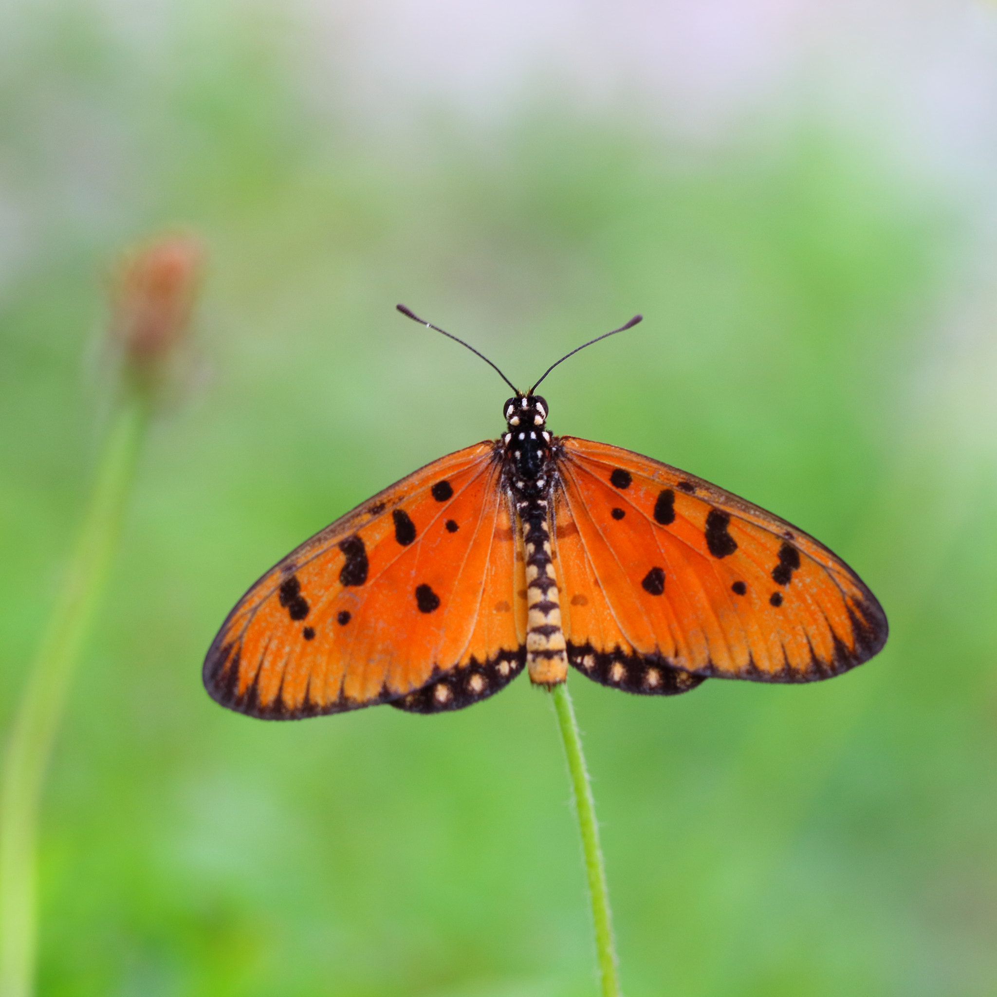 Canon EOS M3 sample photo. Butterfly photography