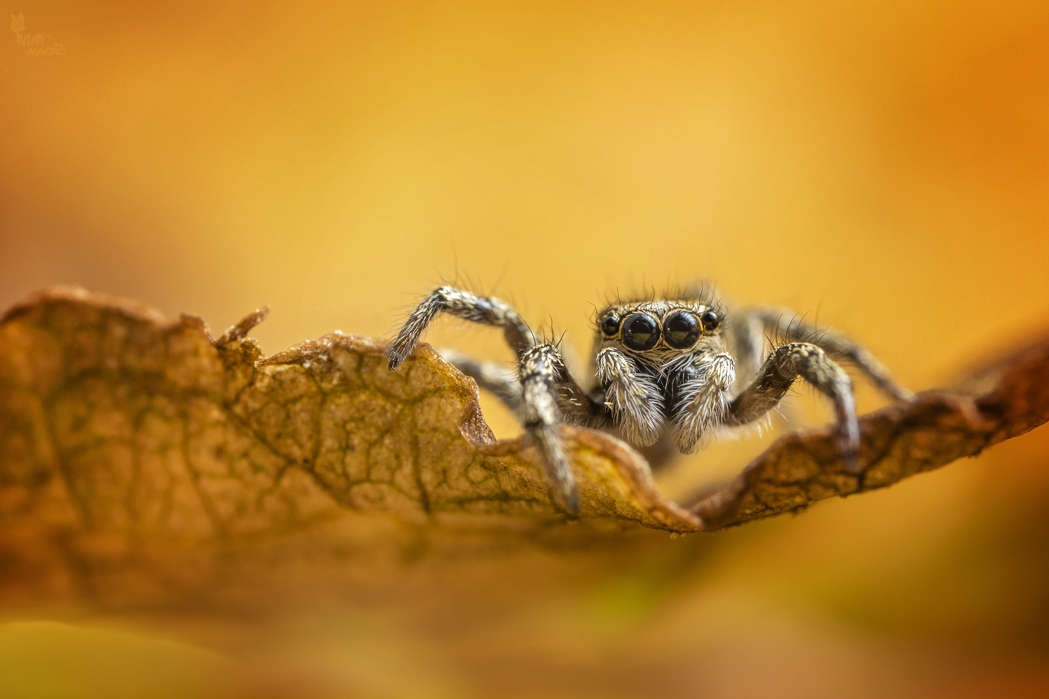 Canon MP-E 65mm F2.5 1-5x Macro Photo sample photo. Autumnal salticus photography