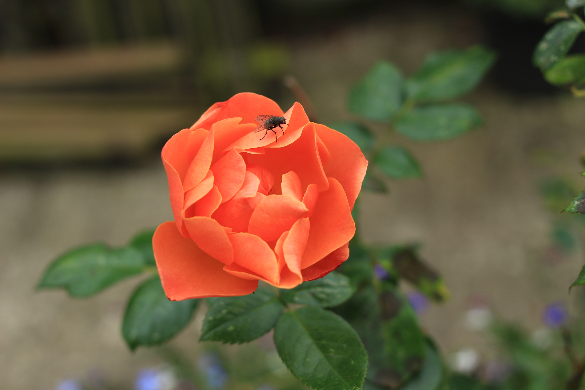 Canon EOS 100D (EOS Rebel SL1 / EOS Kiss X7) + Canon EF 35mm F2 sample photo. The fly photography