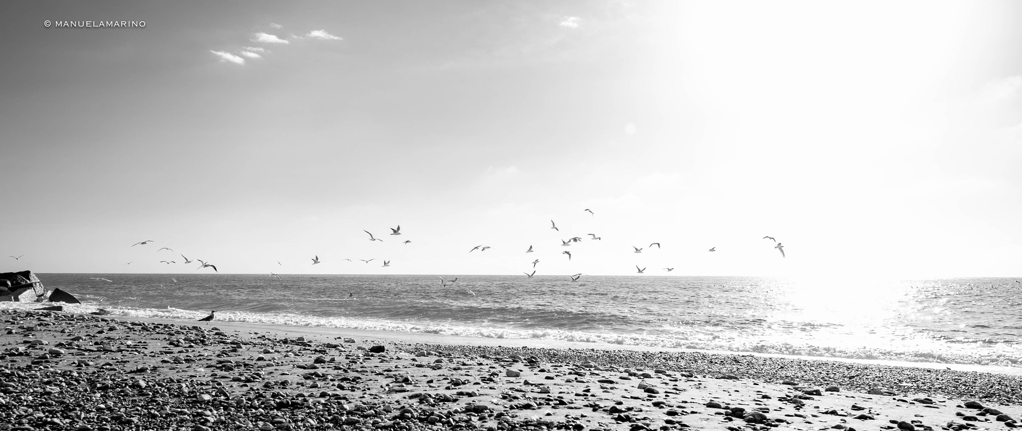 Nikon Df sample photo. Seagulls photography