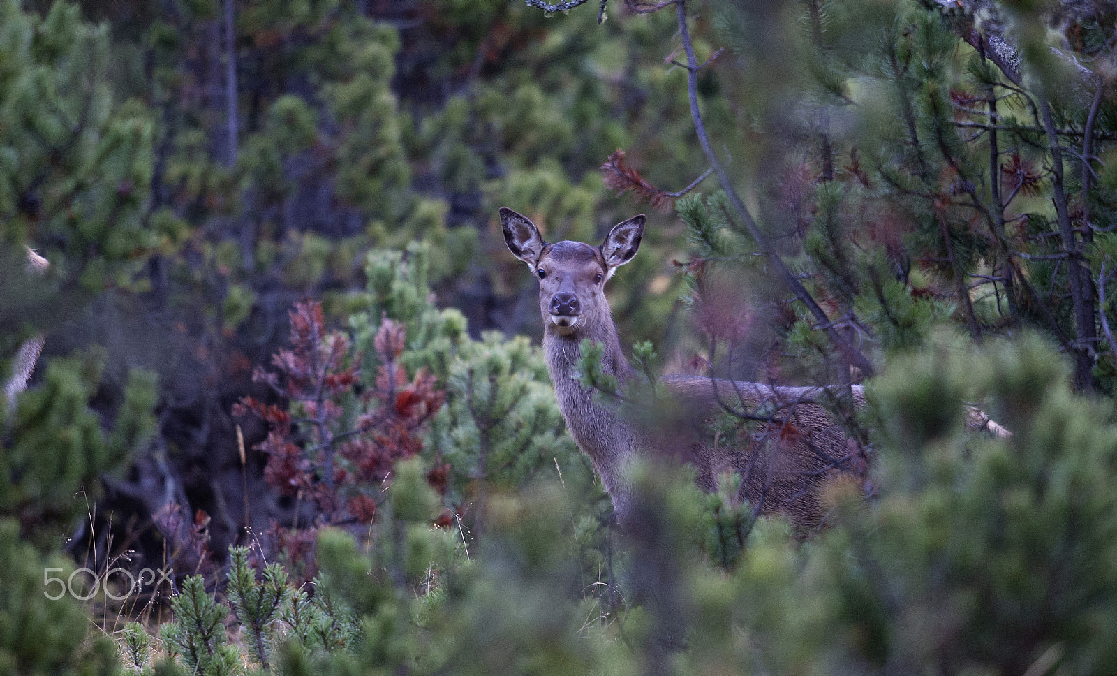 Nikon D3S + Nikon AF-S Nikkor 500mm F4G ED VR sample photo. The last bambi of autumn. photography