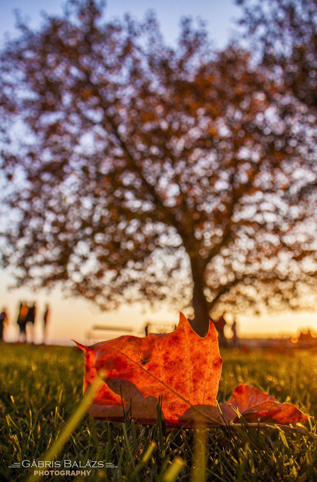 Canon EOS 50D + Sigma 18-50mm F2.8-4.5 DC OS HSM sample photo. Autumn at balaton photography