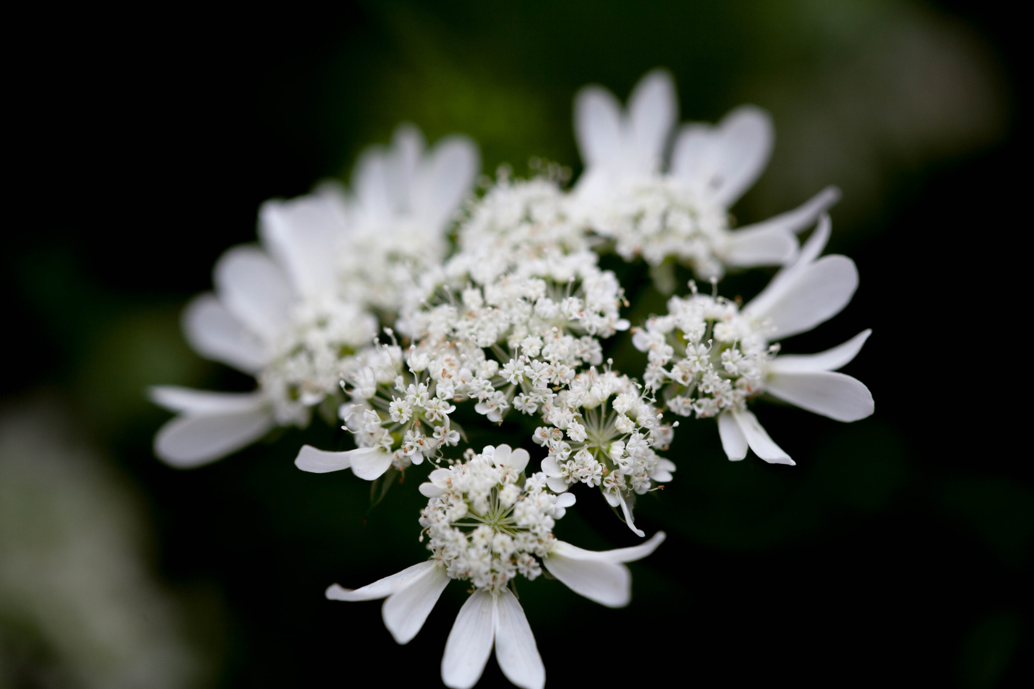 Sigma APO Macro 150mm f/2.8 EX DG HSM sample photo. Eos d mark ii photography