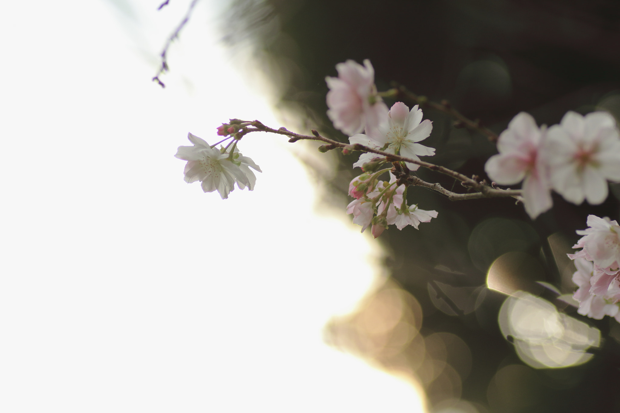 Canon EOS 7D Mark II + Tamron SP AF 90mm F2.8 Di Macro sample photo. ...十月桜。 photography
