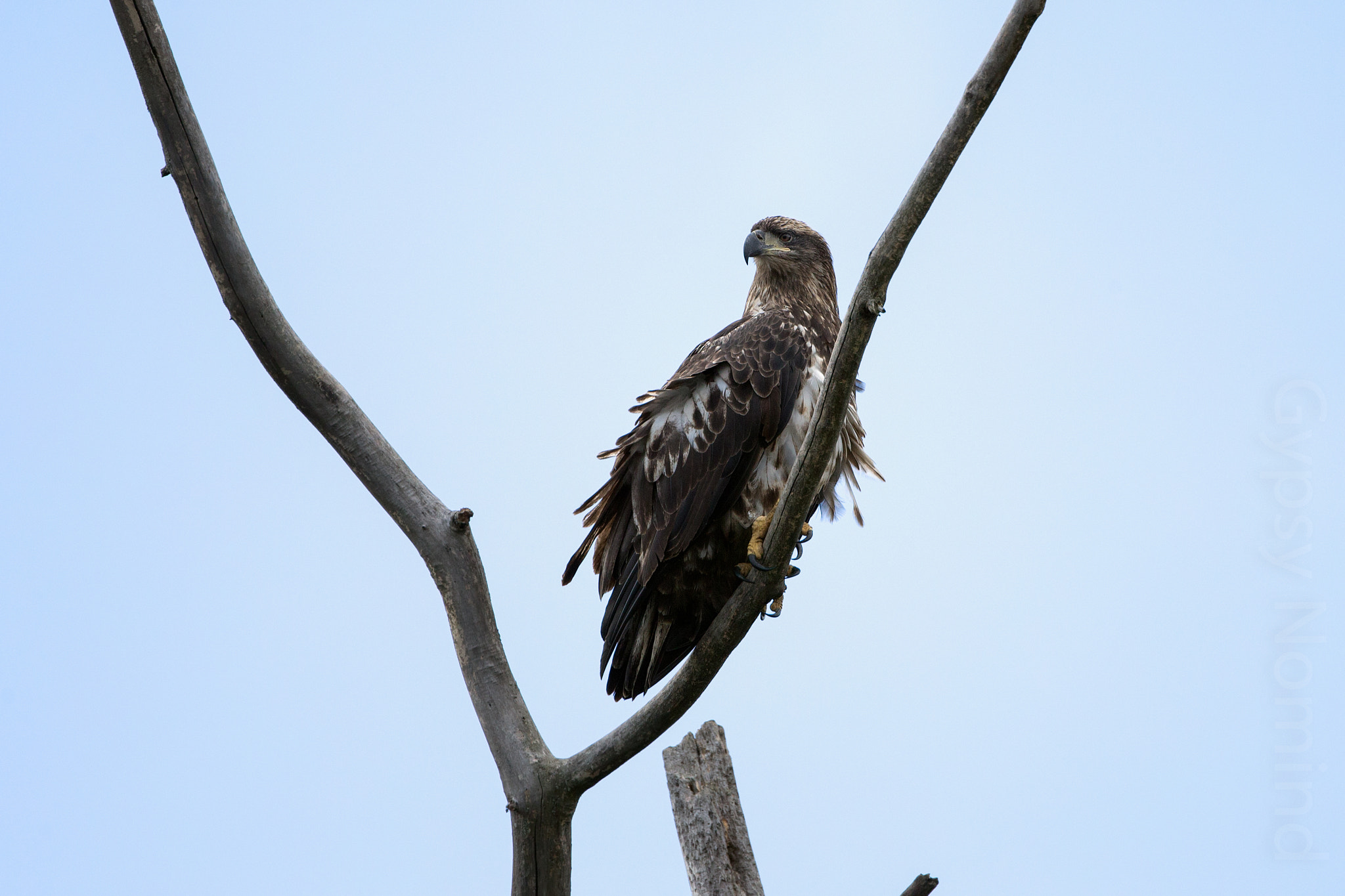 Canon EF 500mm F4L IS USM sample photo. Eagle wild photography