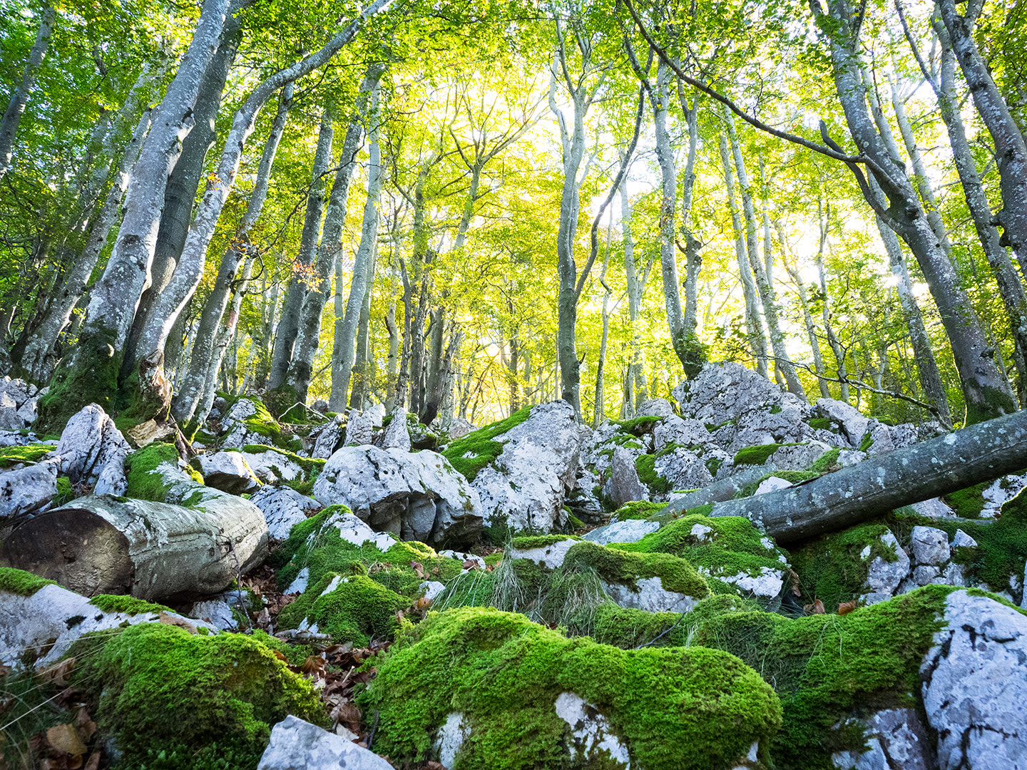 Olympus OM-D E-M1 + OLYMPUS 14-54mm Lens sample photo. The forest photography