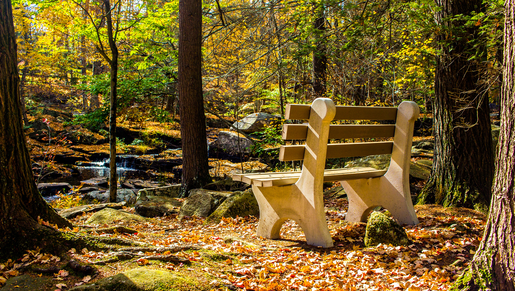 Canon EF-S 24mm F2.8 STM sample photo. Forest bench photography