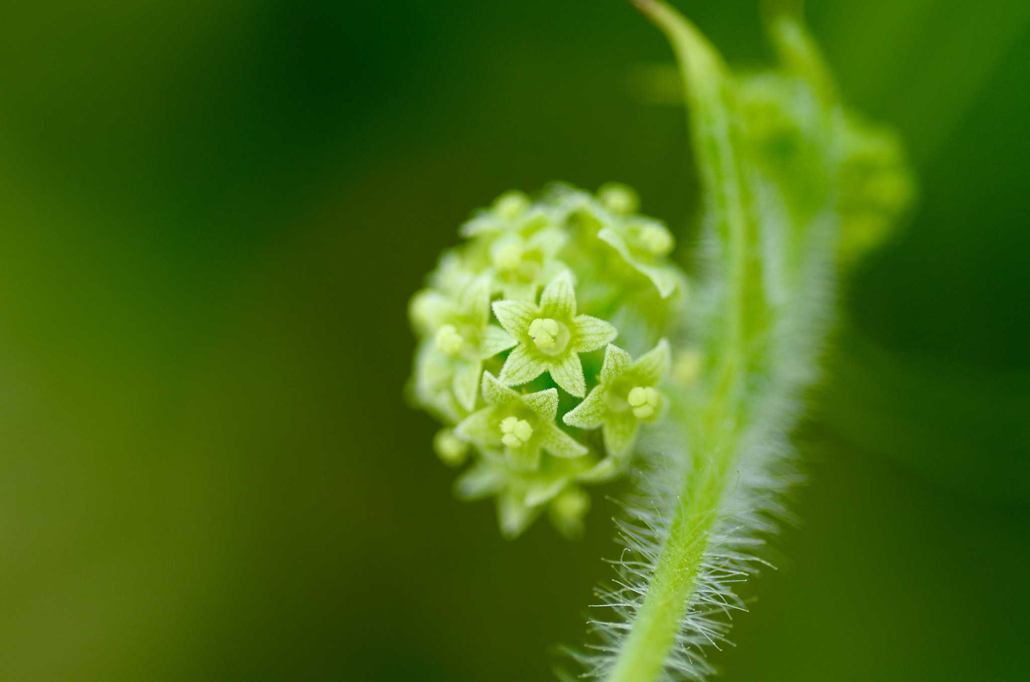 Pentax smc D-FA 100mm F2.8 Macro WR sample photo