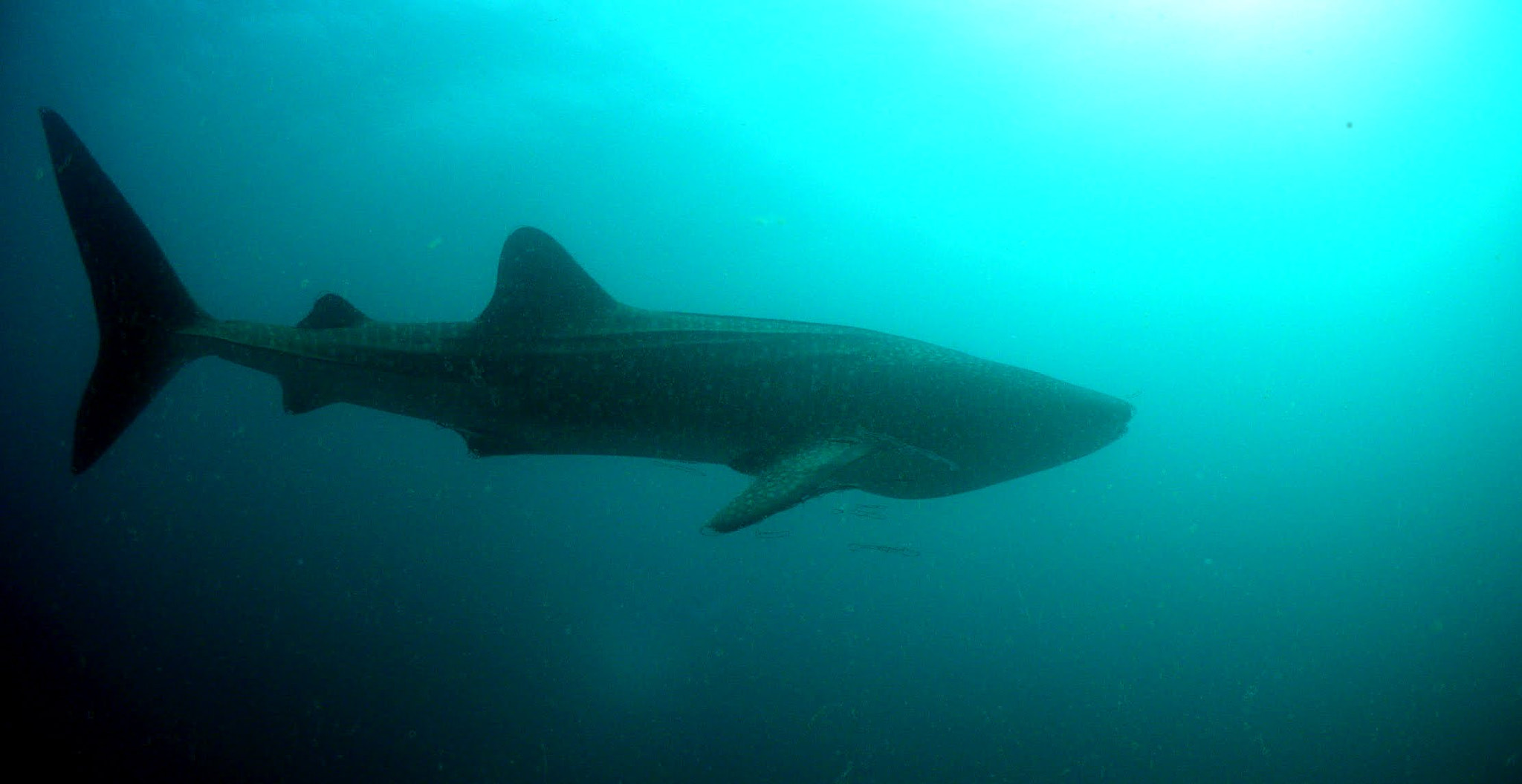 Olympus C4100Z,C4000Z sample photo. Whaleshark @ sira island dive spot, daymaniyat islands/ sultanate of oman photography