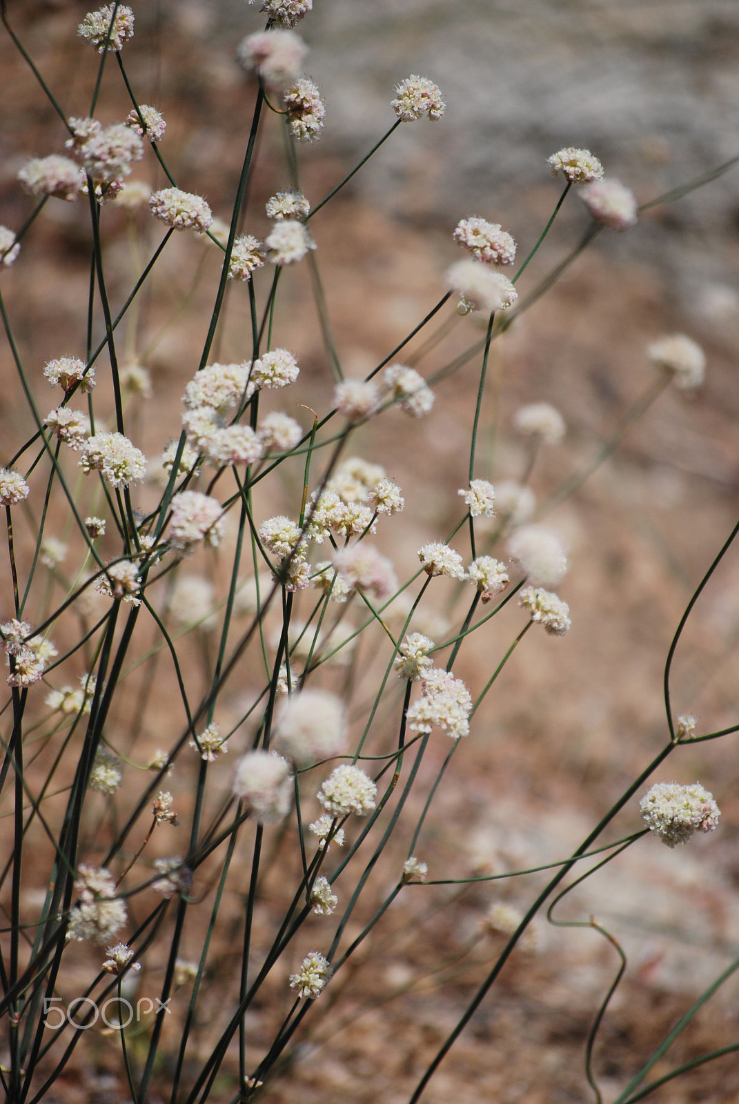 Nikon D80 sample photo. Flowering bushes ii photography