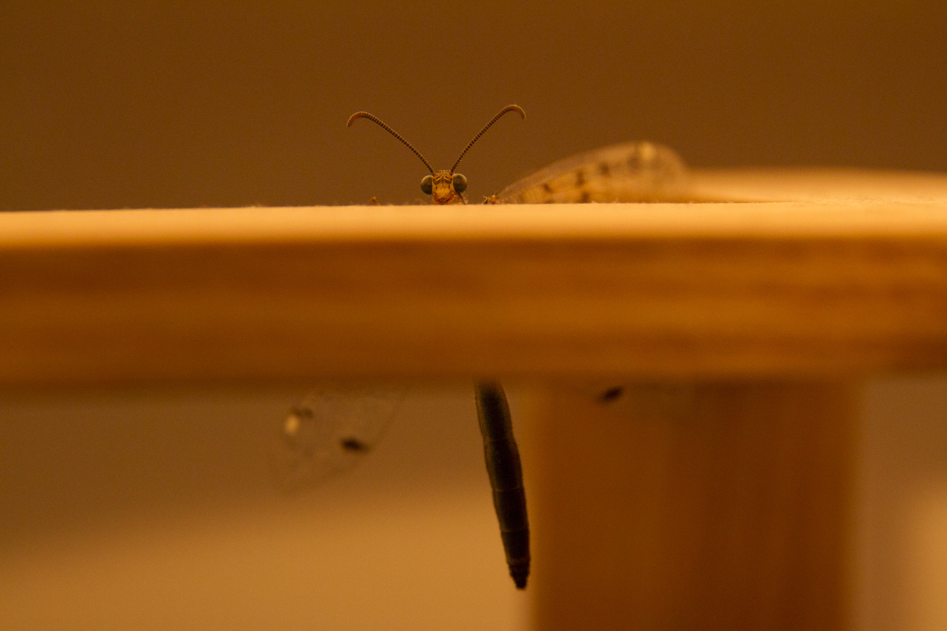 Sigma 17-70mm F2.8-4 DC Macro OS HSM sample photo. Hide-and-seek photography