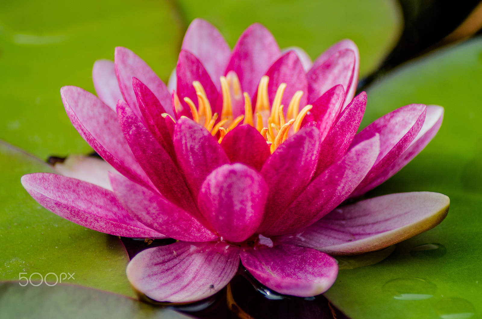 Tamron AF 70-300mm F4-5.6 Di LD Macro sample photo. Lotus  photography