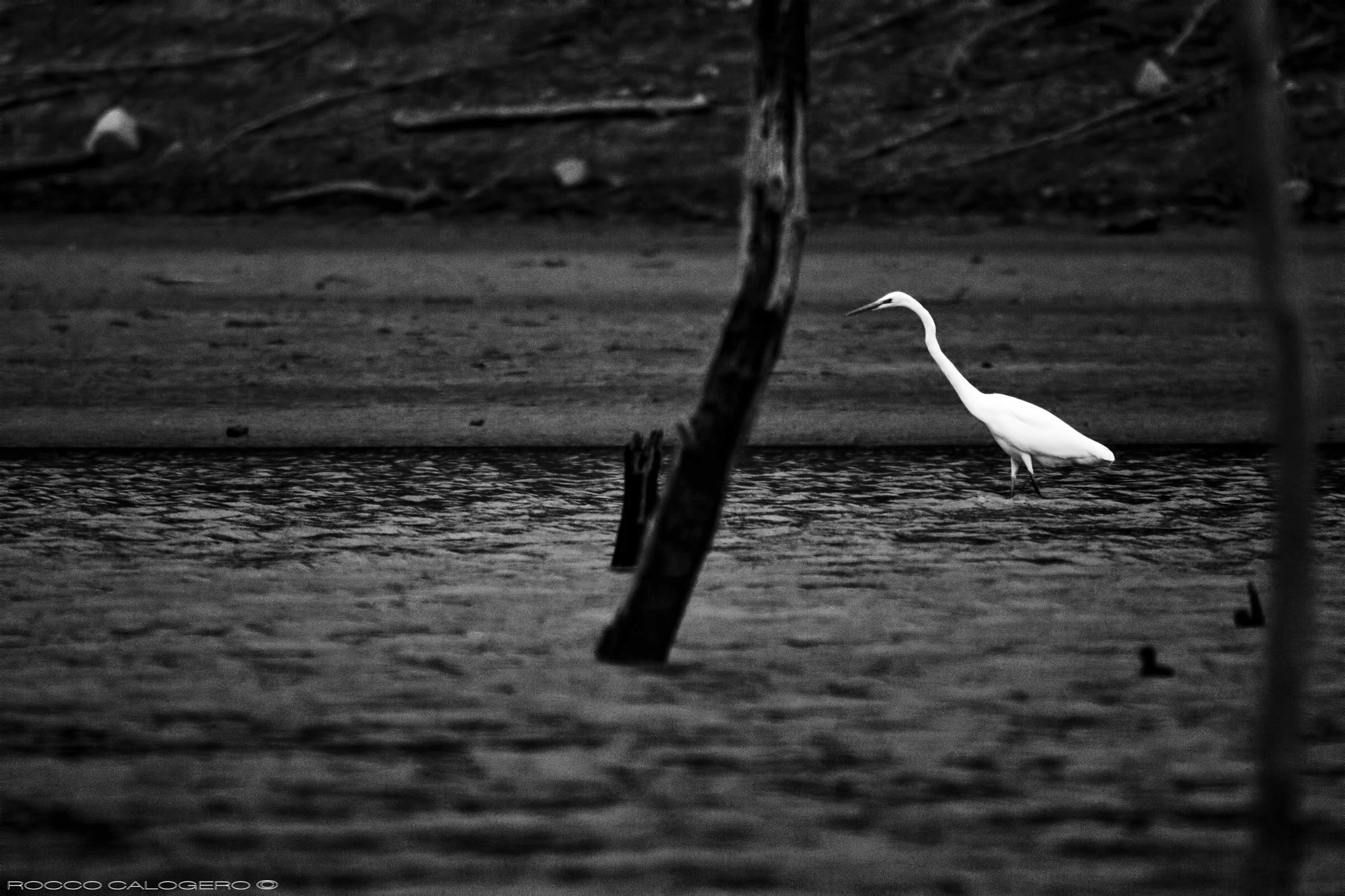 150-600mm F5-6.3 DG OS HSM | Sports 014 sample photo. Egret photography
