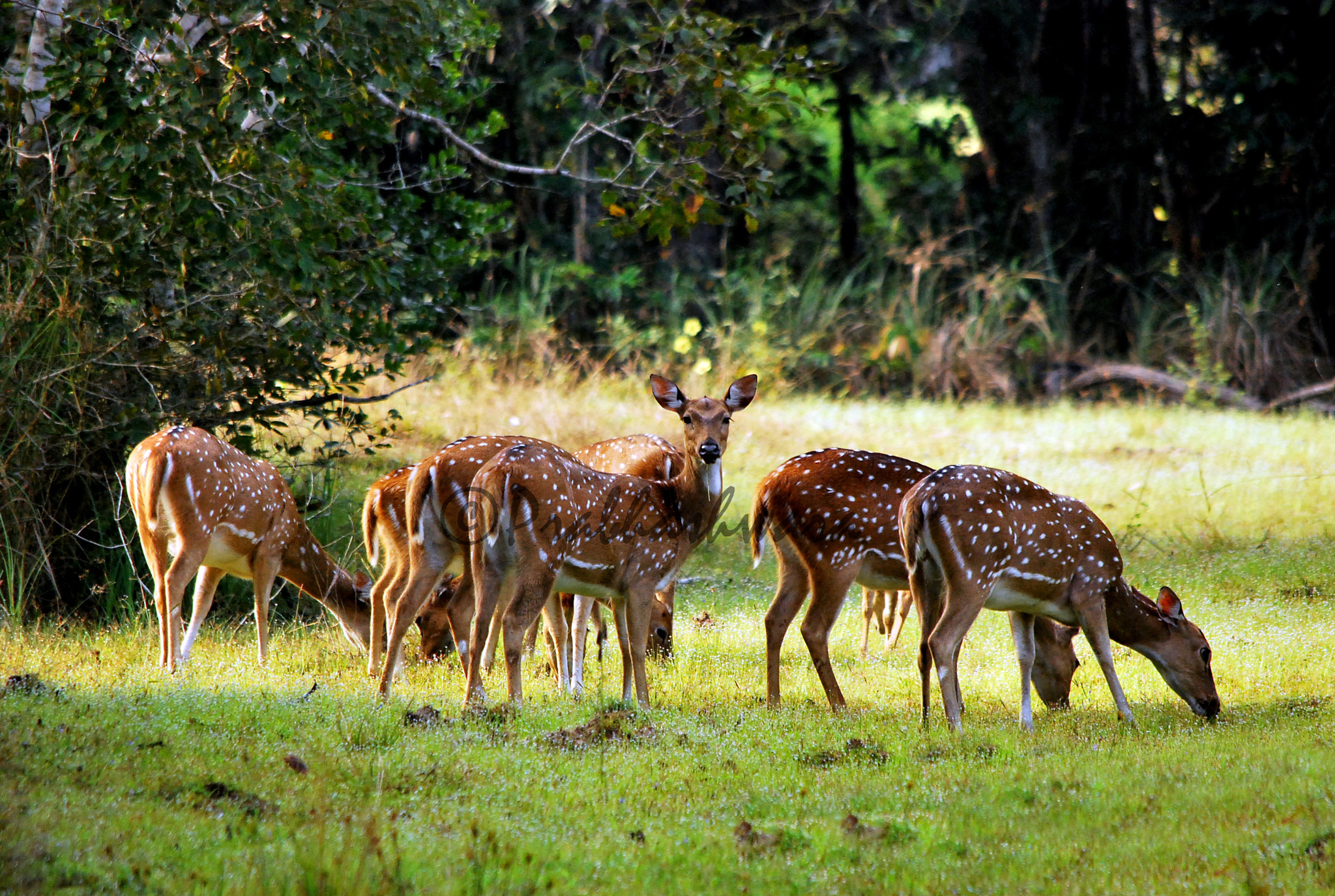 Nikon D60 sample photo. Sri lankan axis deer photography