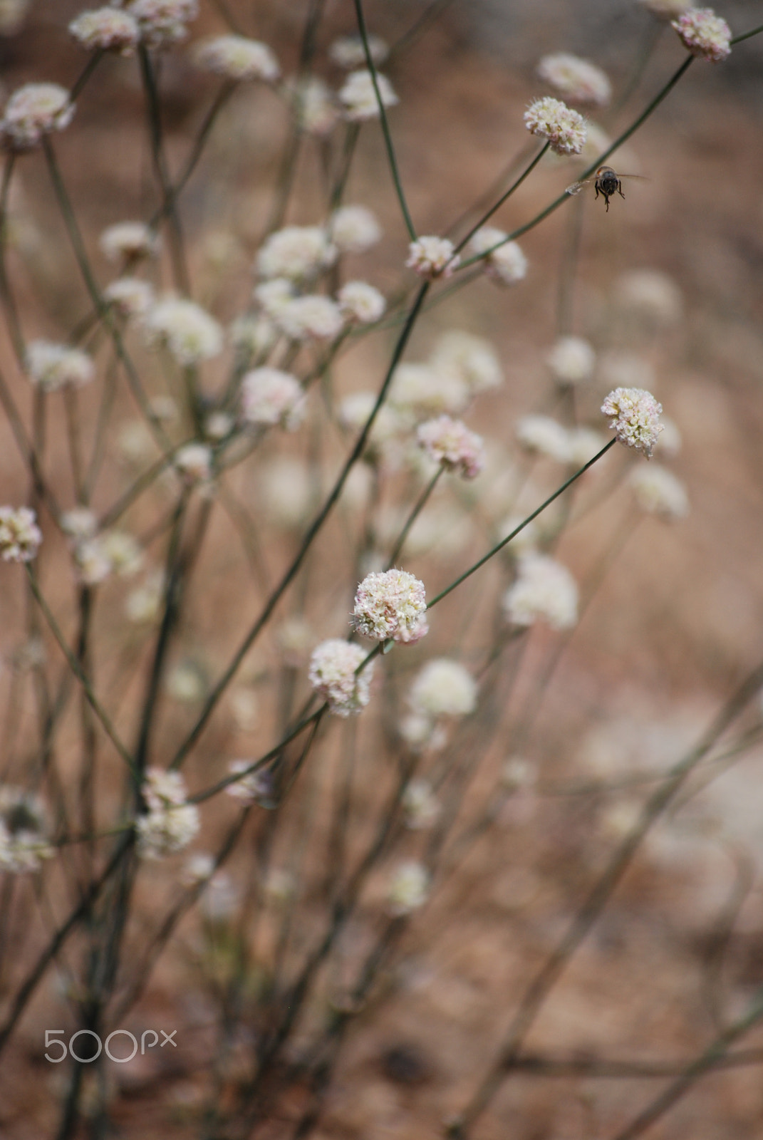 Nikon D80 sample photo. Flowering bushes and bee photography