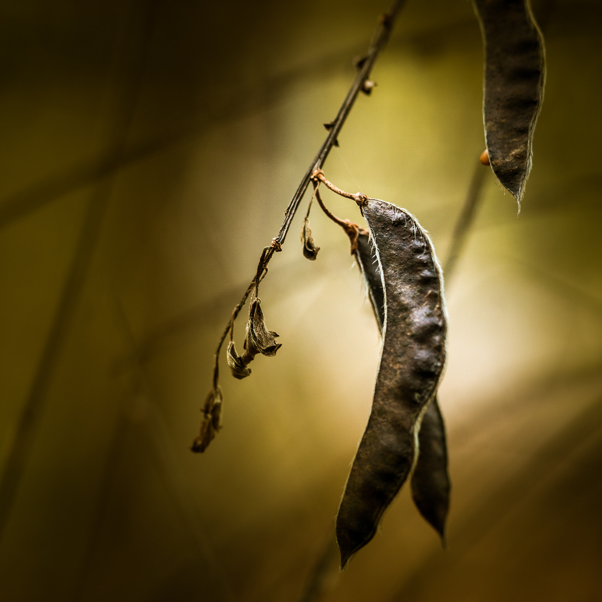 Sony a6000 + Sony FE 90mm F2.8 Macro G OSS sample photo. Autumn seeds photography