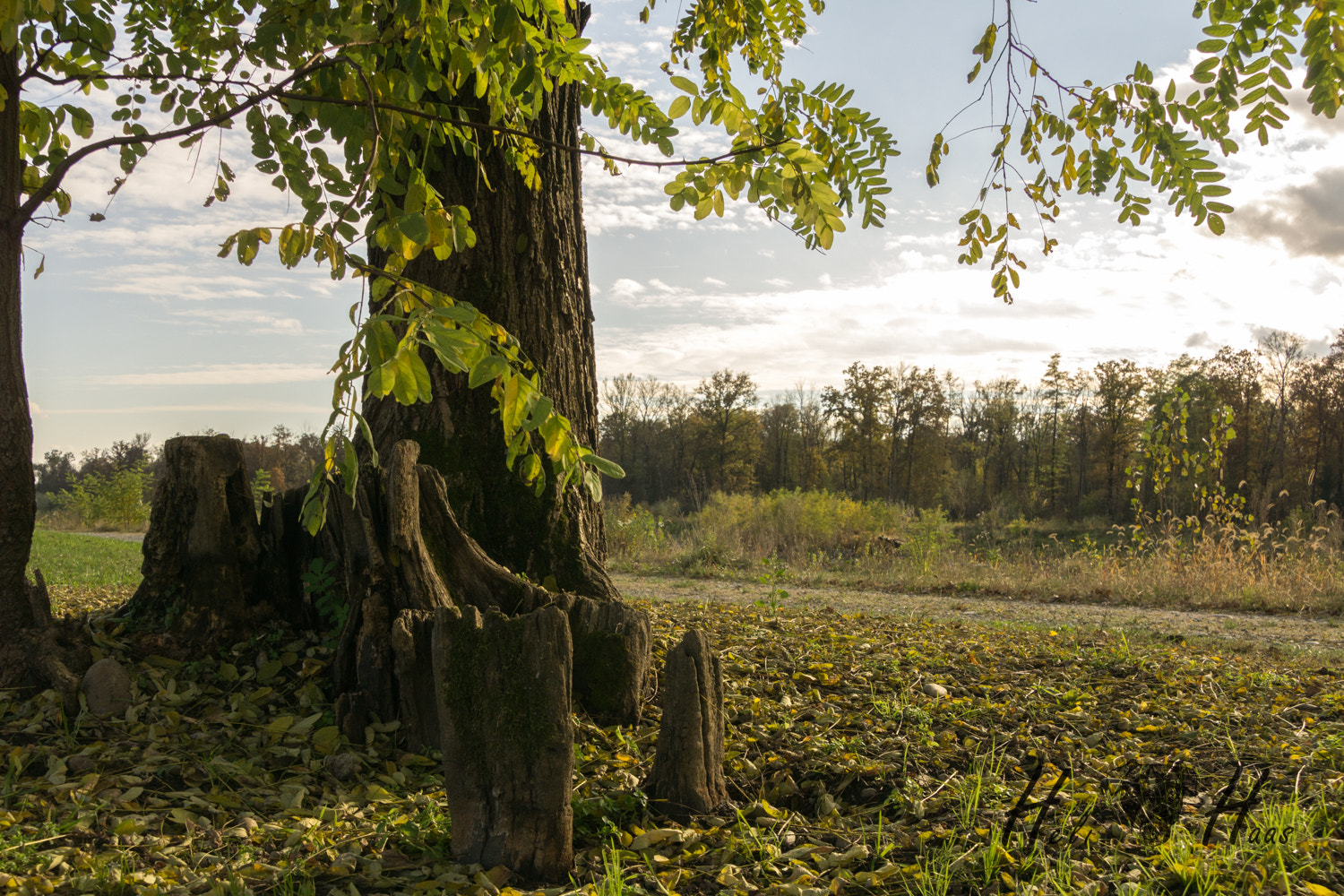 Sony E 18-200mm F3.5-6.3 OSS sample photo. Beautiful walk along the "mur" photography