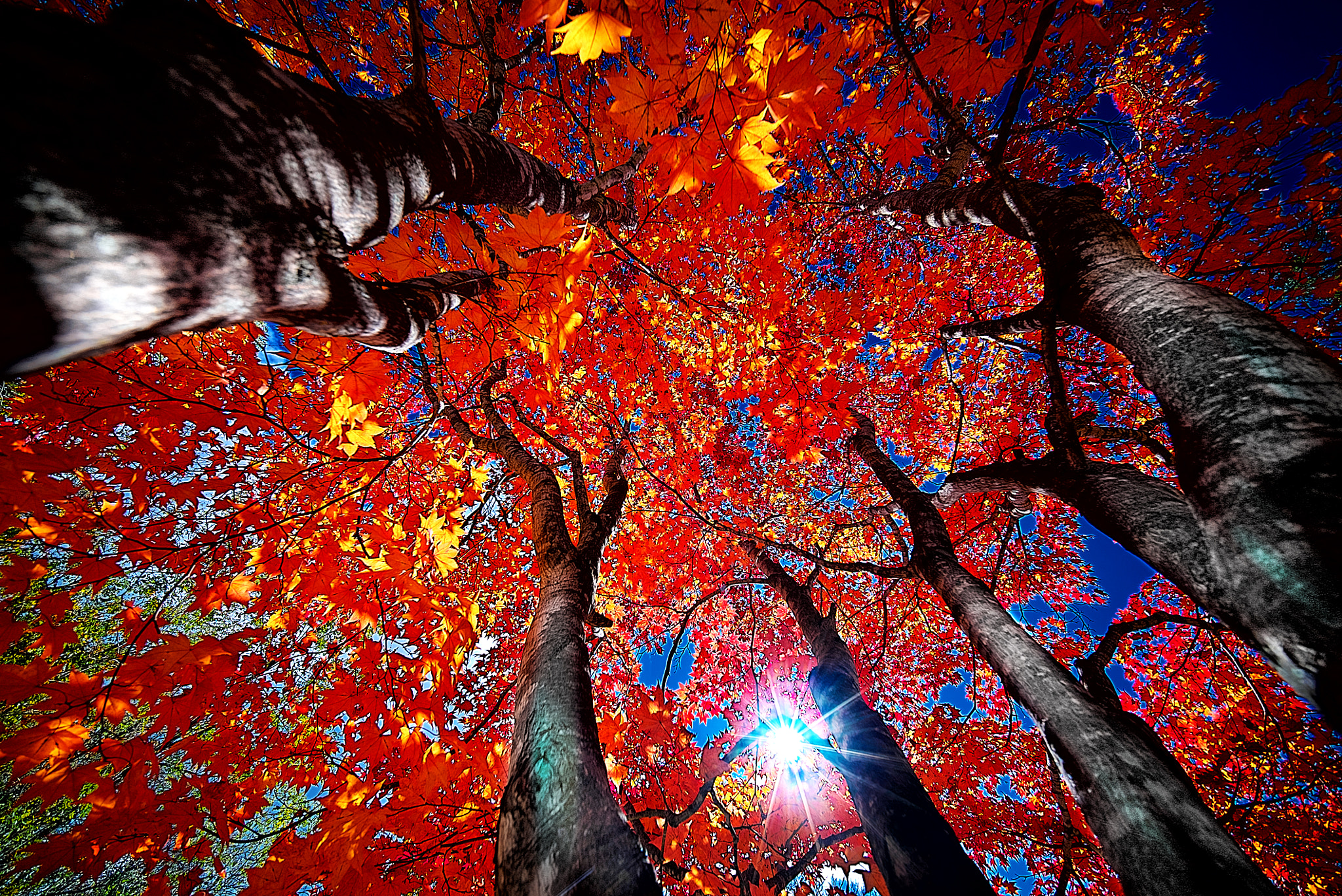 E 10mm F5.6 sample photo. Autumn red photography