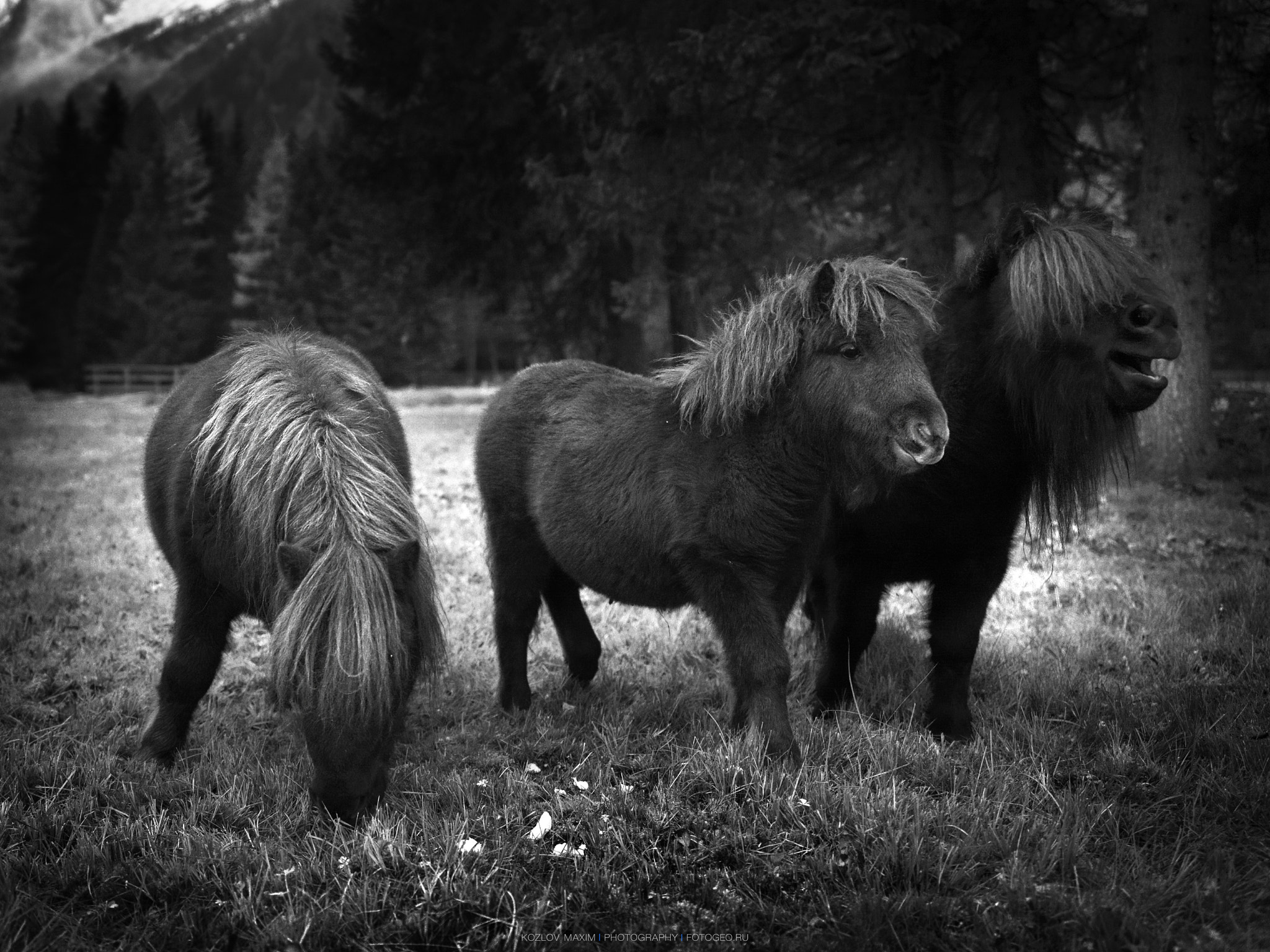 Hasselblad H4D-60 sample photo. Pony photography