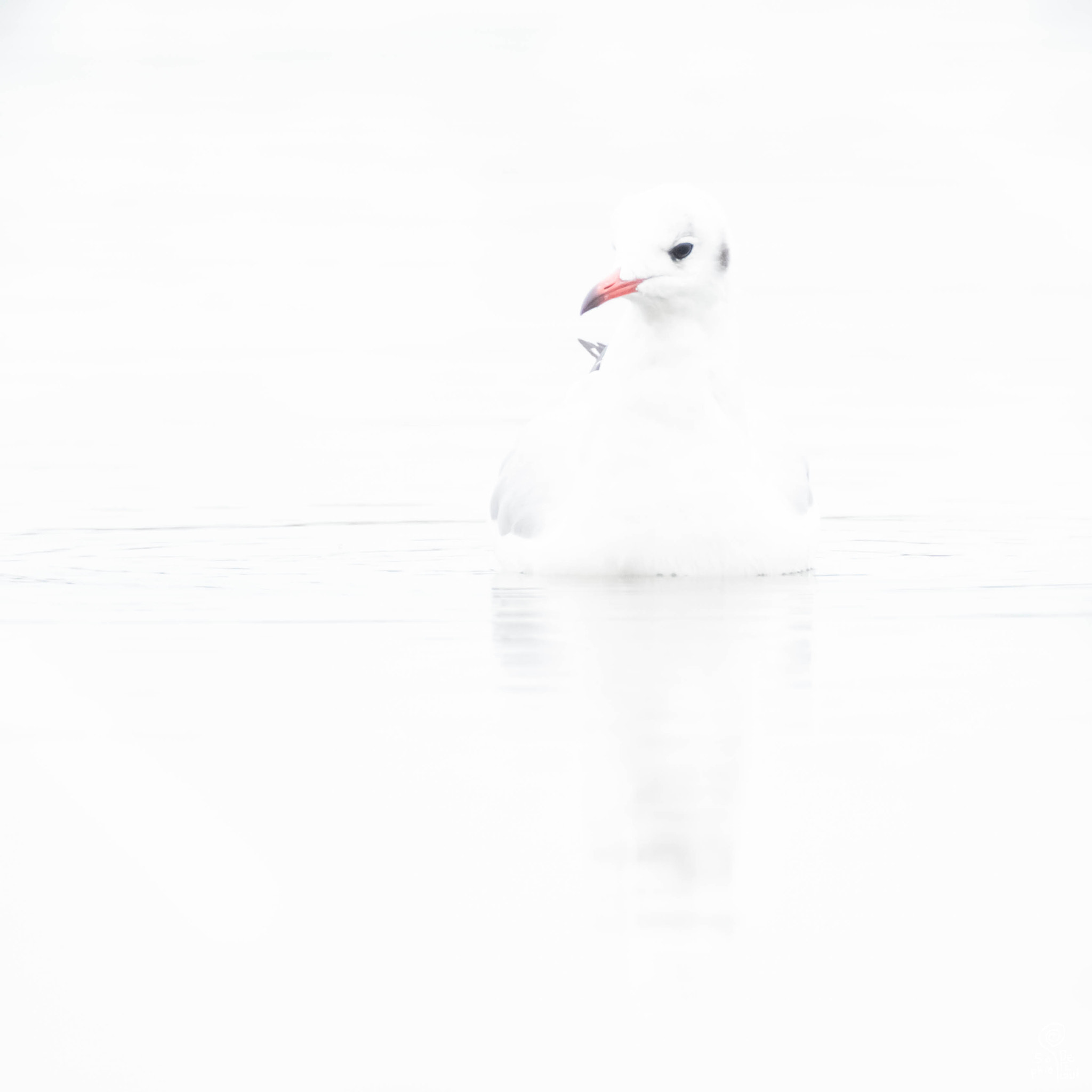XF100-400mmF4.5-5.6 R LM OIS WR + 1.4x sample photo. Dscf1388-3.jpg photography