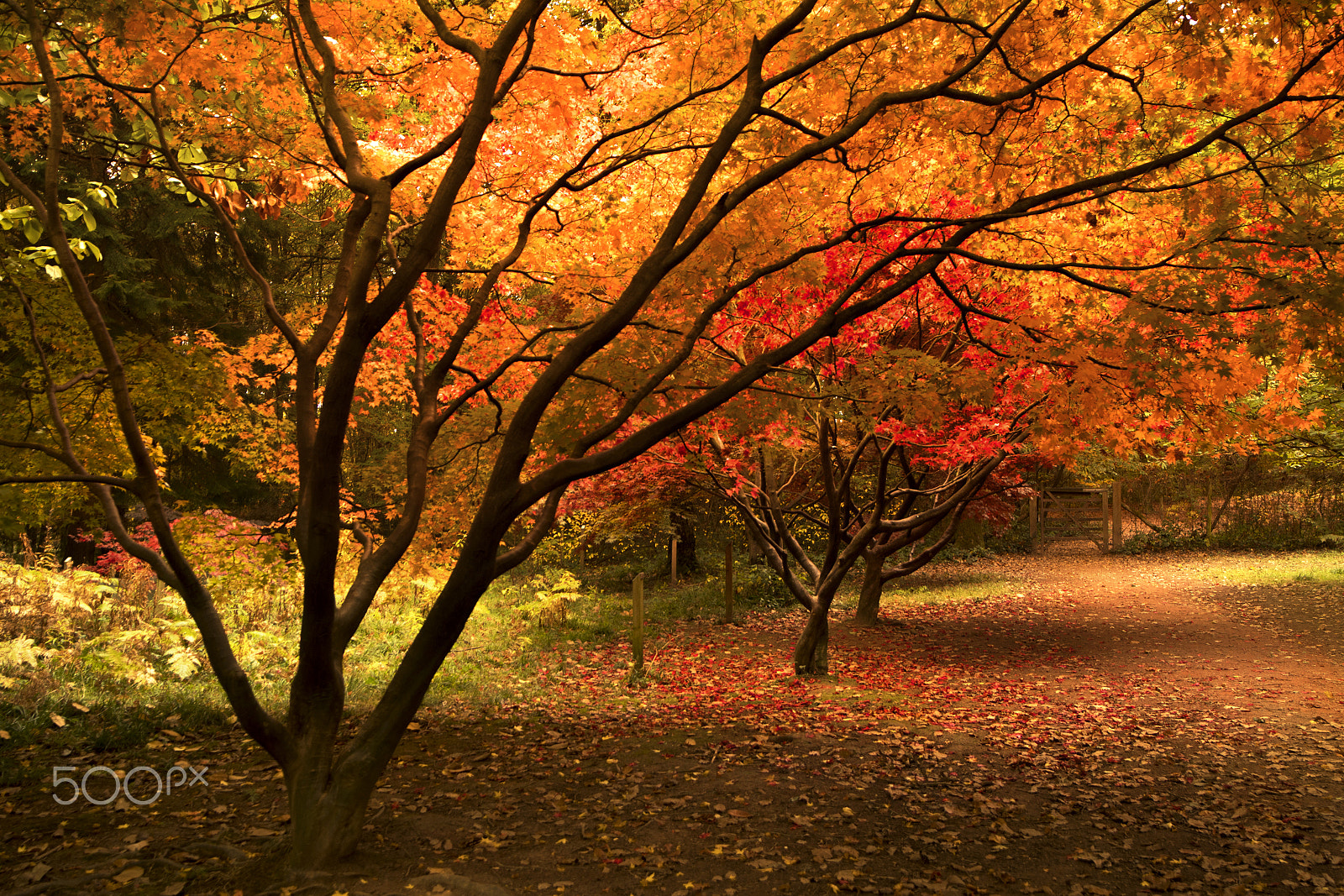 Nikon D500 sample photo. Autumn canopy photography
