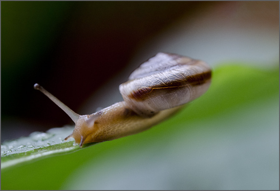 Nikon AF-S Micro-Nikkor 60mm F2.8G ED sample photo. 蜗牛 photography