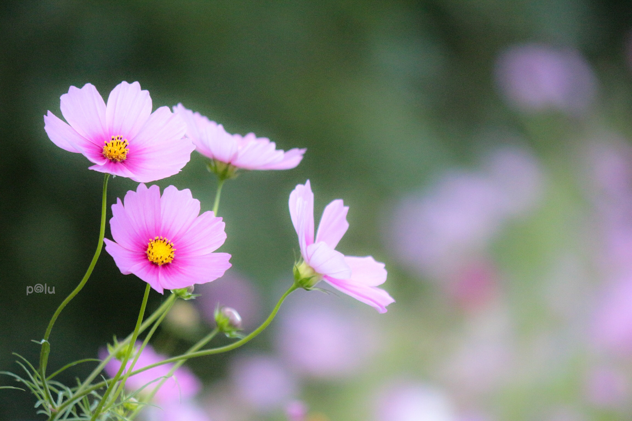 Canon EOS 700D (EOS Rebel T5i / EOS Kiss X7i) sample photo