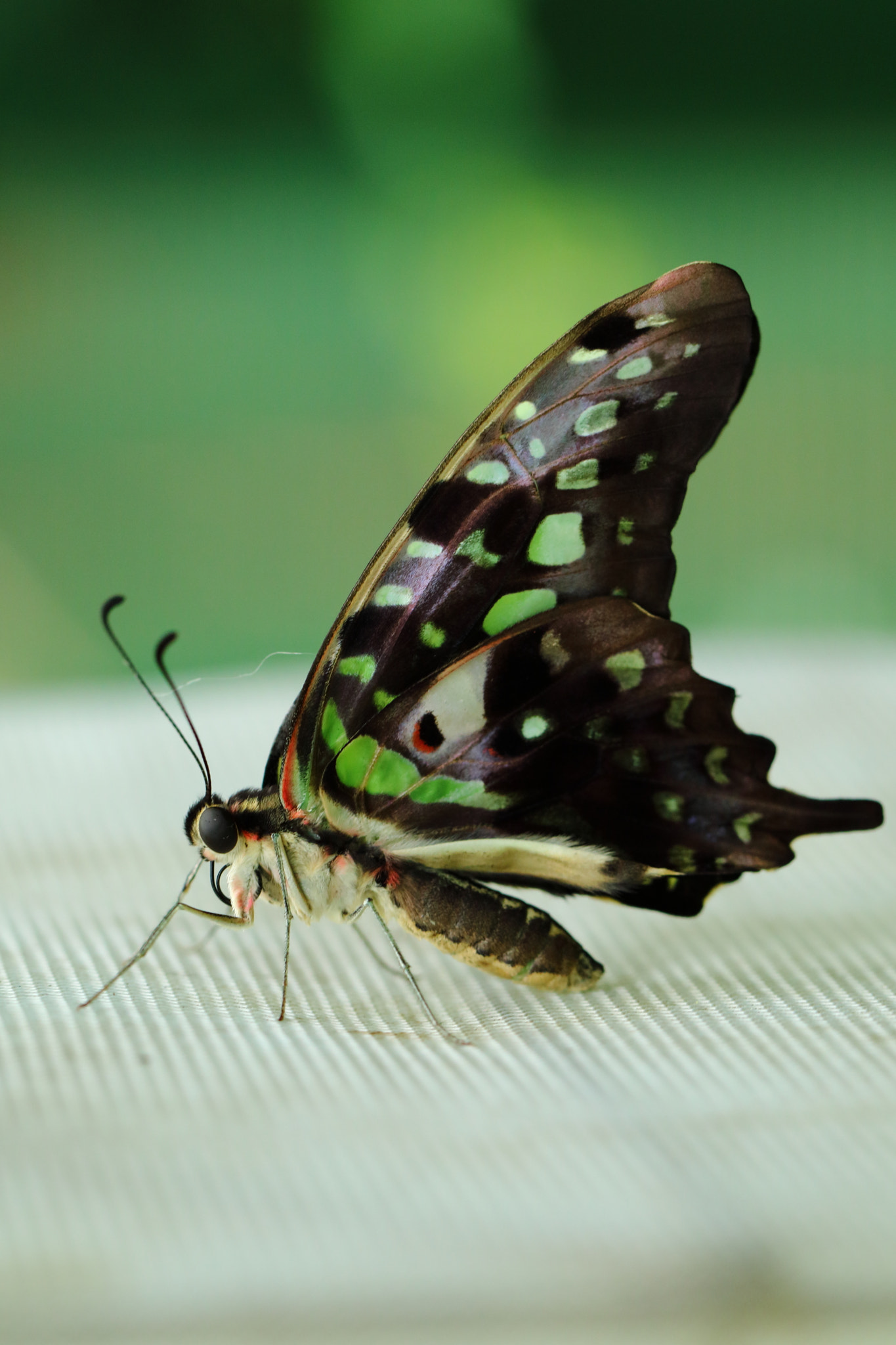 Canon EOS M3 + Canon EF 100mm F2.8L Macro IS USM sample photo. Butterfly photography
