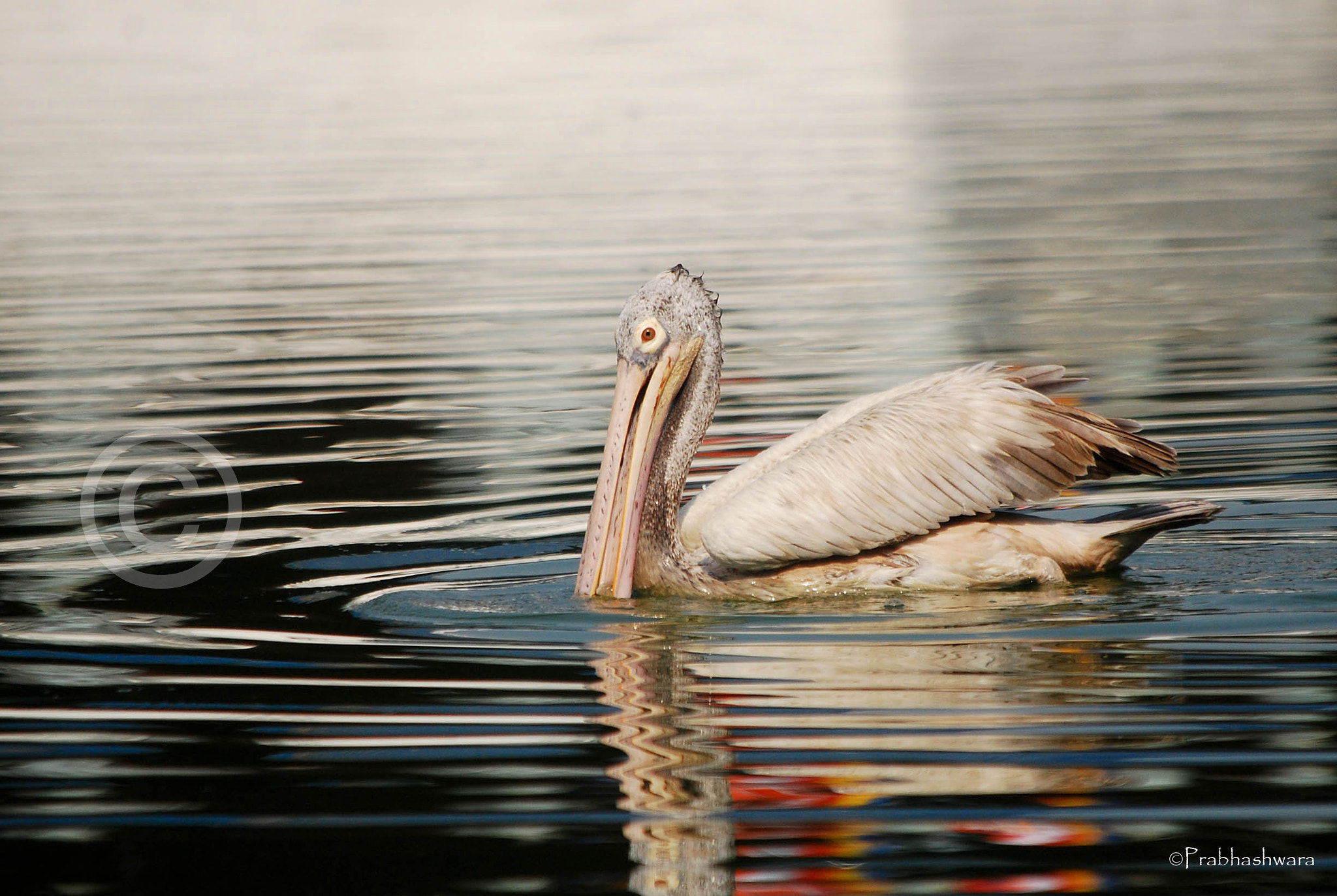 Nikon D60 sample photo. Spot-billed pelican photography