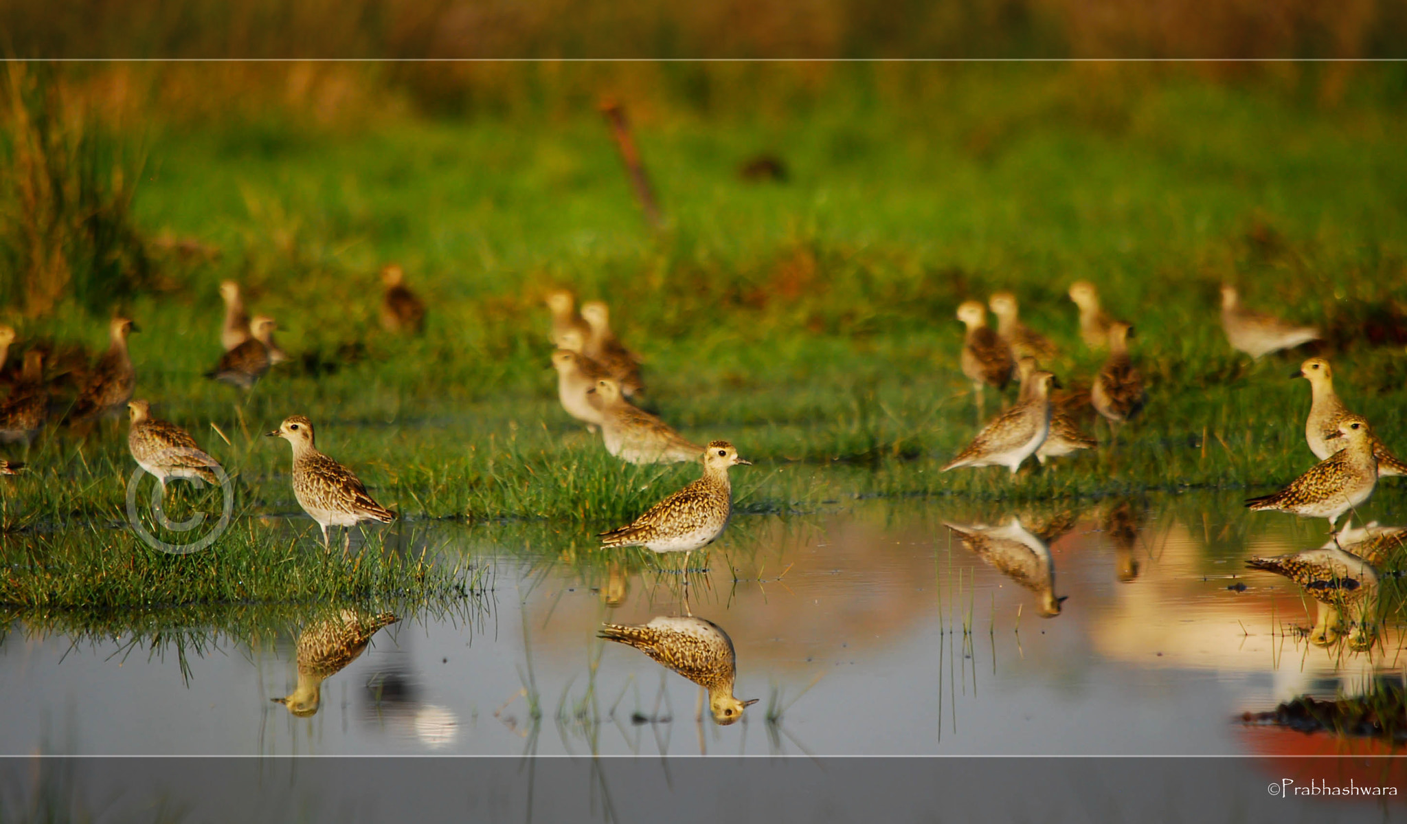 Nikon D60 sample photo. Gray plover photography