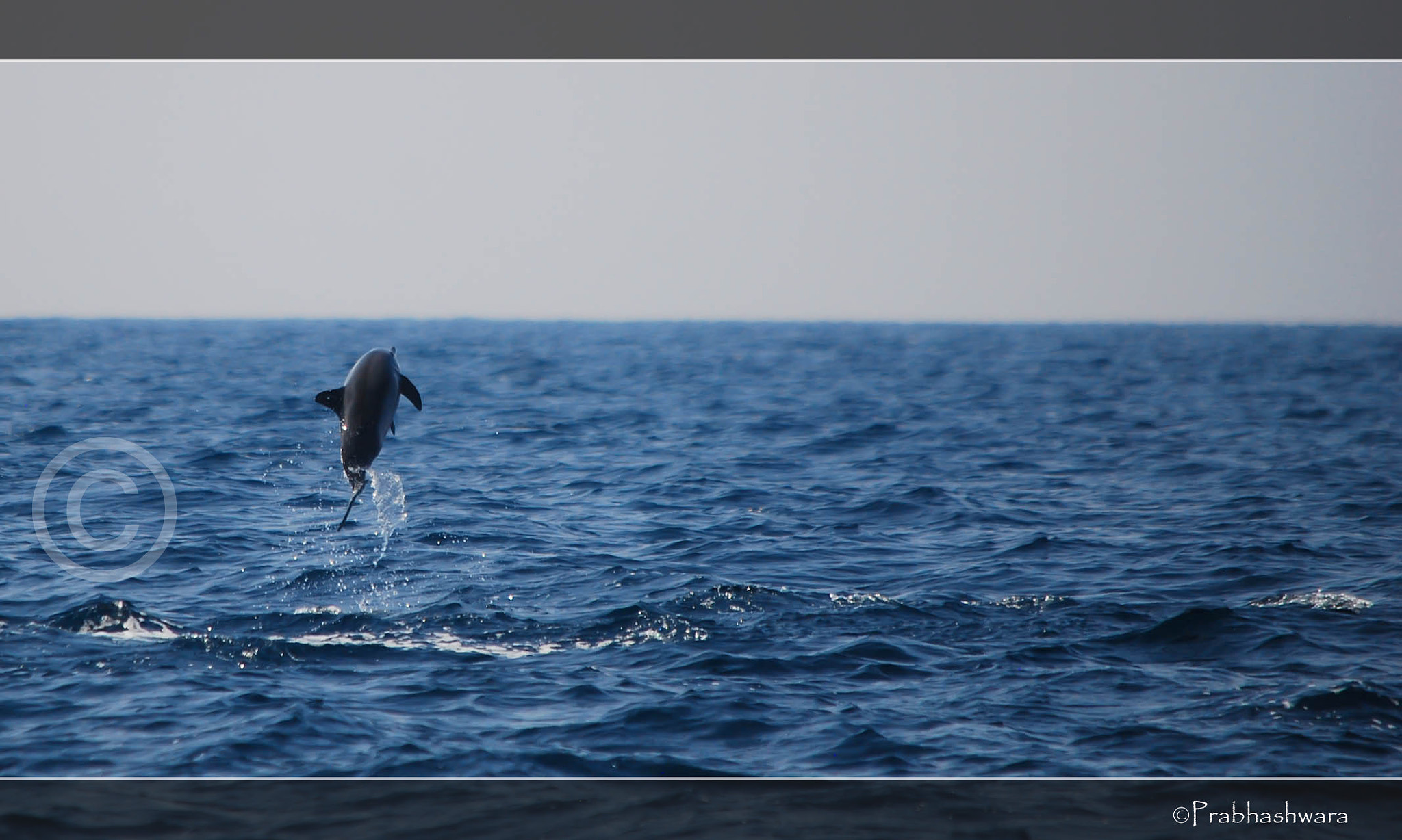 Nikon D60 sample photo. Dolphins, sri lanka photography