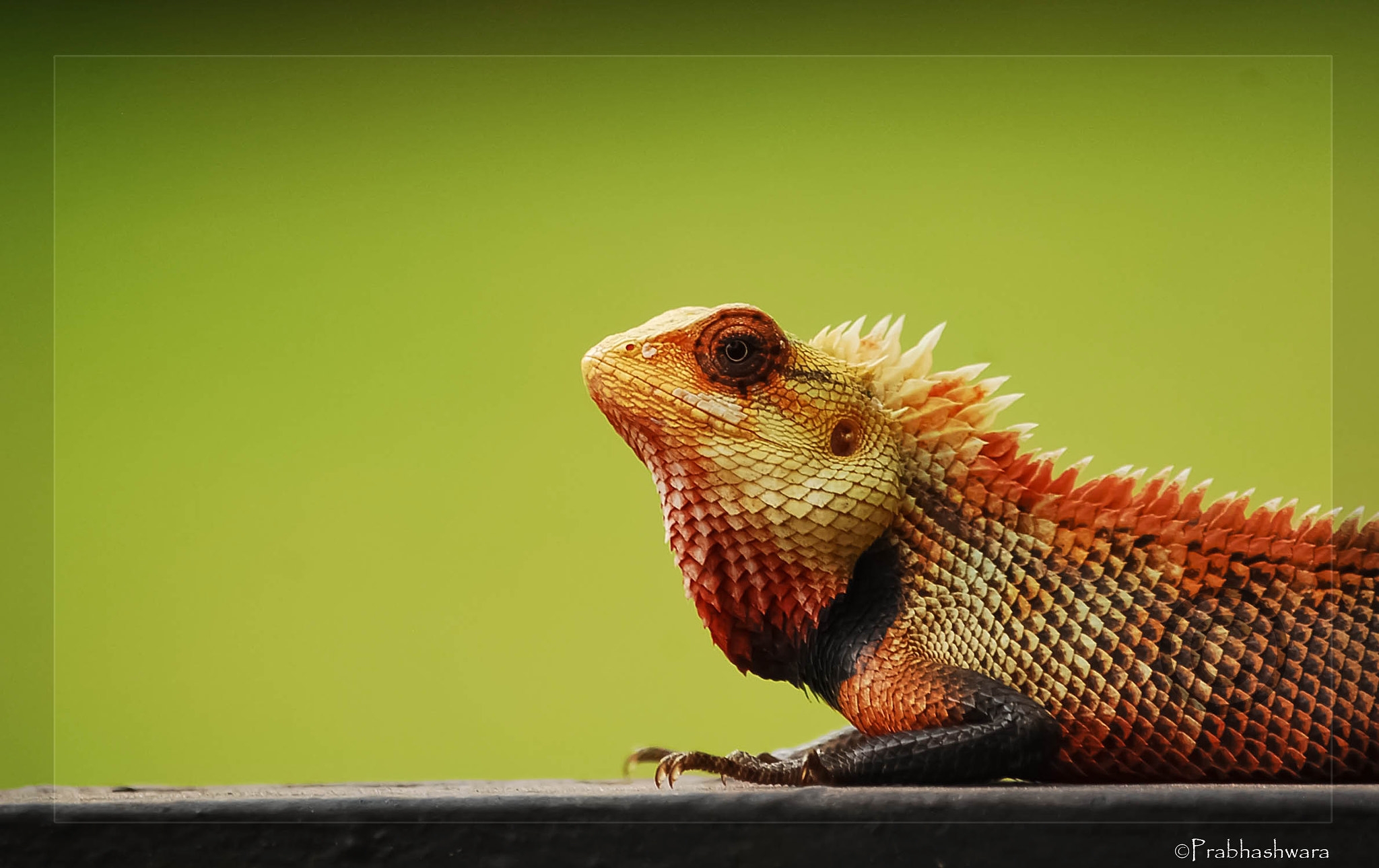 Nikon D60 sample photo. Oriental garden lizard photography