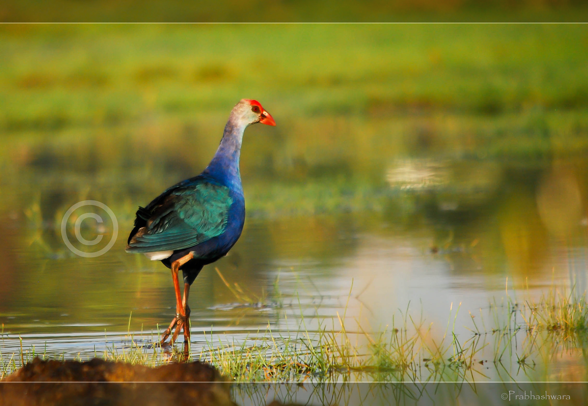 Nikon D60 sample photo. Purple swamp-hen photography