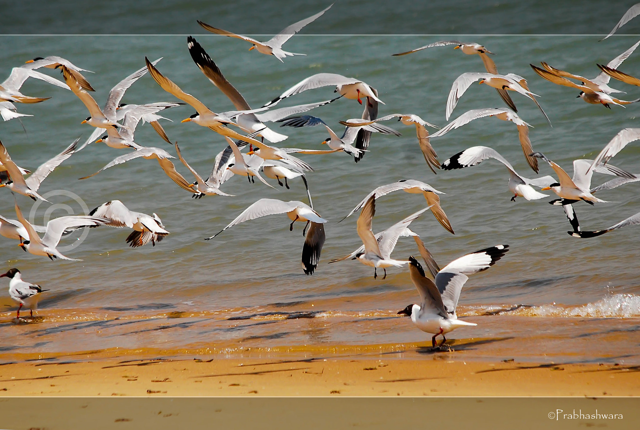 Nikon D60 sample photo. Caspian tern / little tern photography