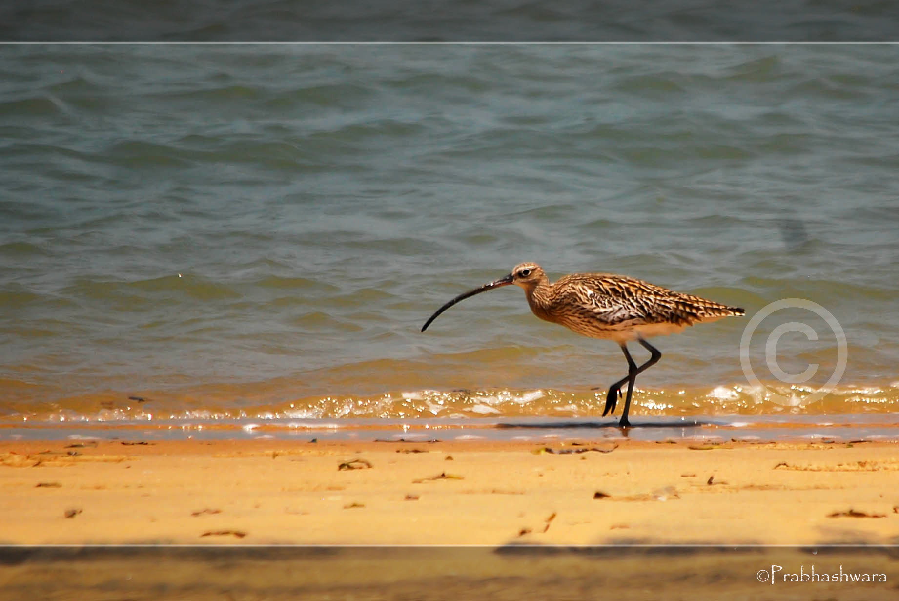 Nikon D60 sample photo. Eurasian curlew photography