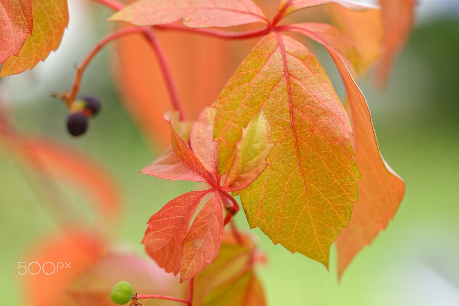 Sigma 105mm F2.8 EX DG OS HSM sample photo. Colors of autumn photography