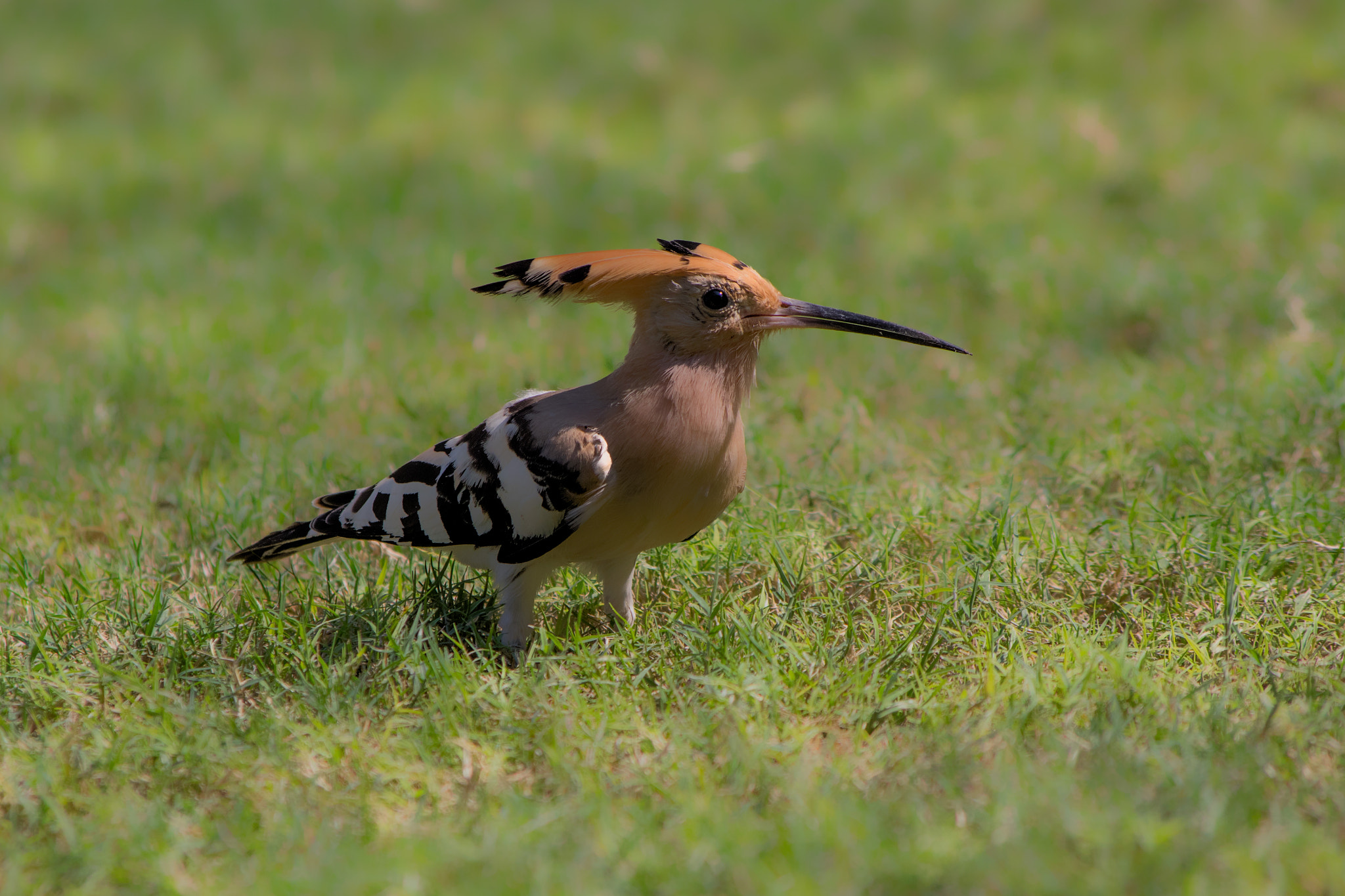 Pentax K-3 + Pentax smc DA 55-300mm F4.0-5.8 ED sample photo. Dudek photography