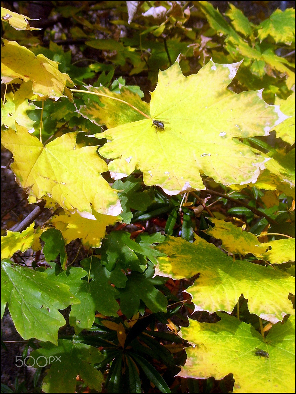 Kodak EASYSHARE C533 ZOOM DIGITAL CAMERA sample photo. Autumn leaves photography