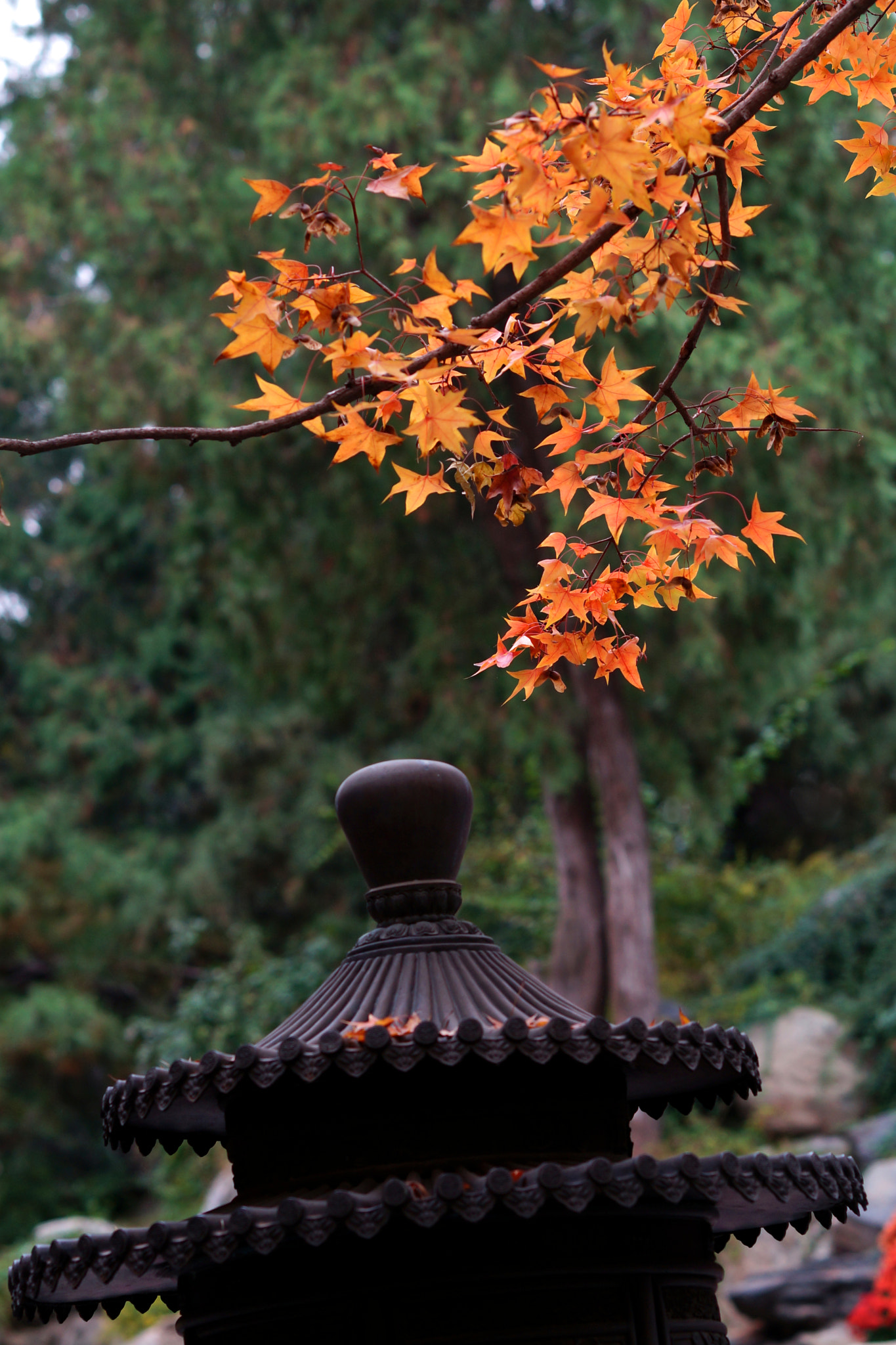 Sony Planar T* 85mm F1.4 ZA sample photo