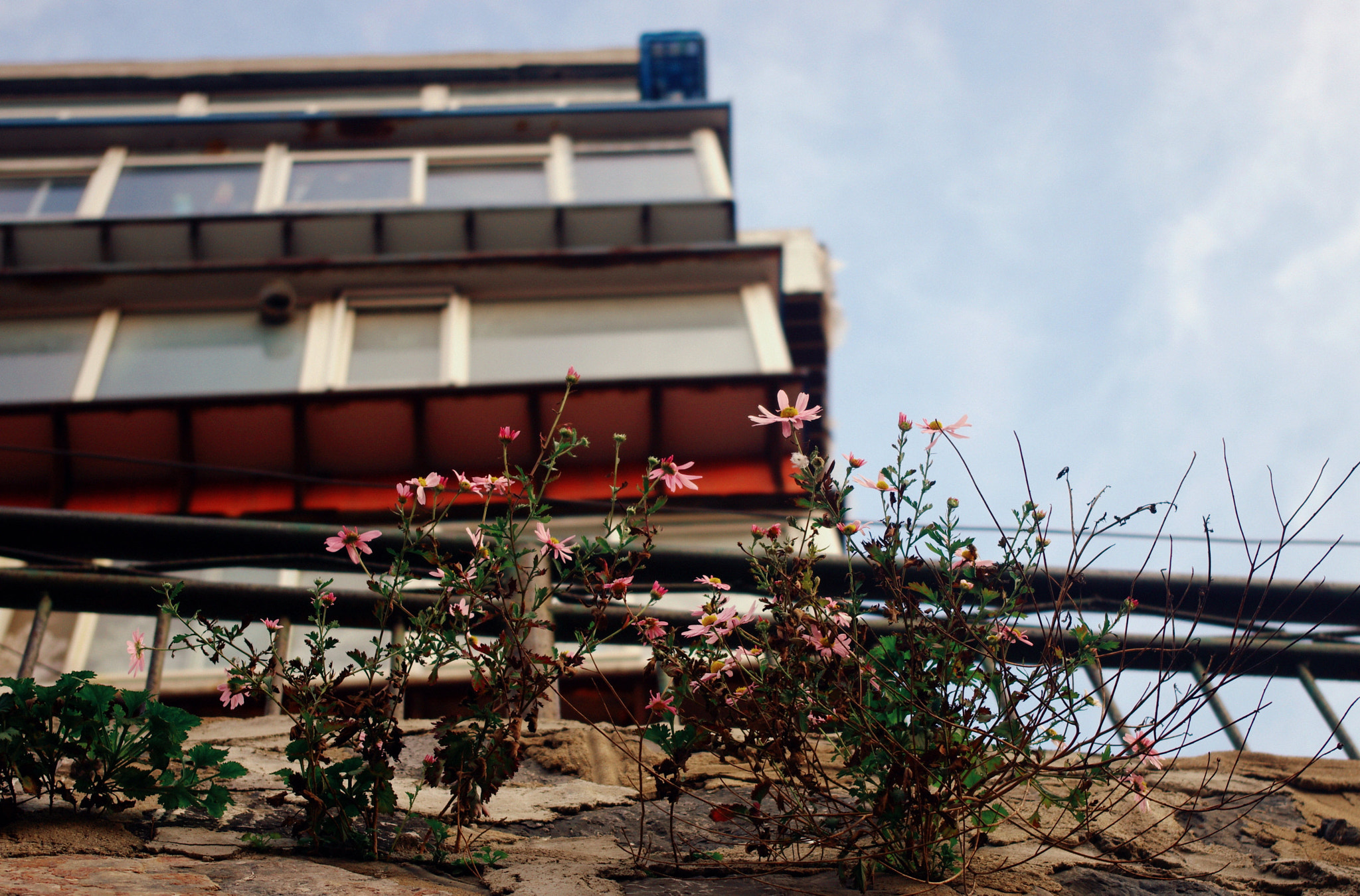 smc PENTAX-DA L 18-55mm F3.5-5.6 sample photo. Tenacity photography