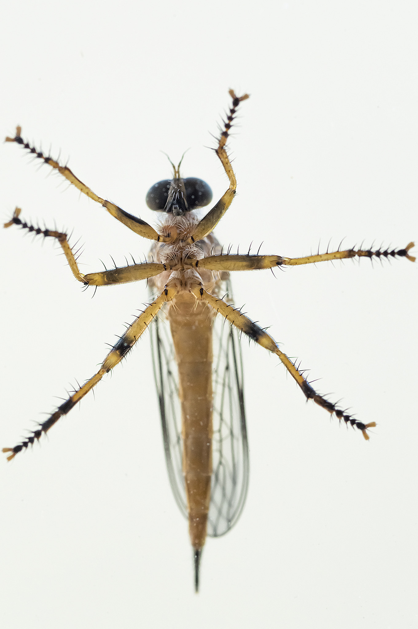 Nikon AF-S Micro-Nikkor 105mm F2.8G IF-ED VR sample photo. The proverbial fly on the wall photography