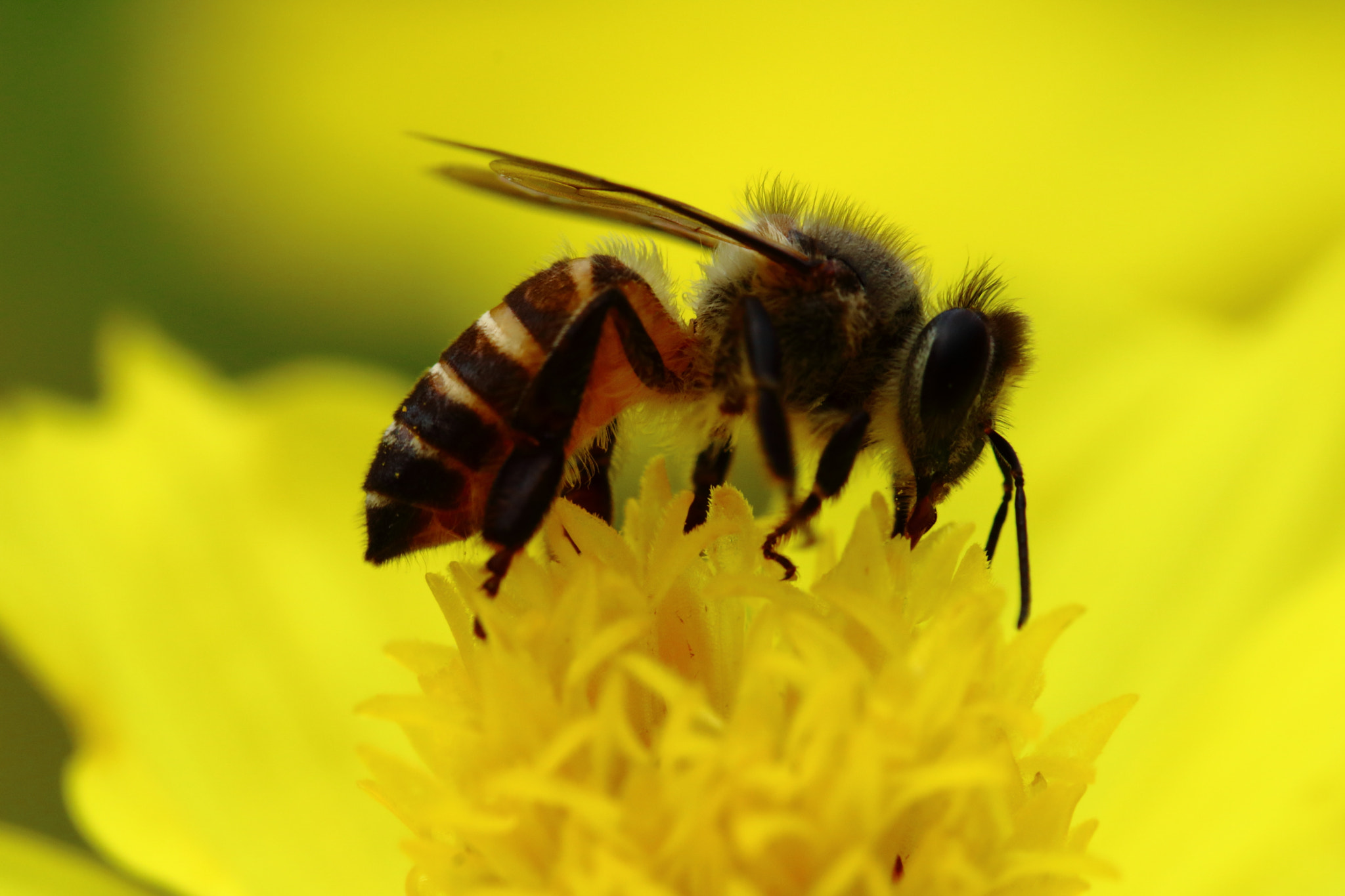 Canon EOS M3 sample photo. Bee photography