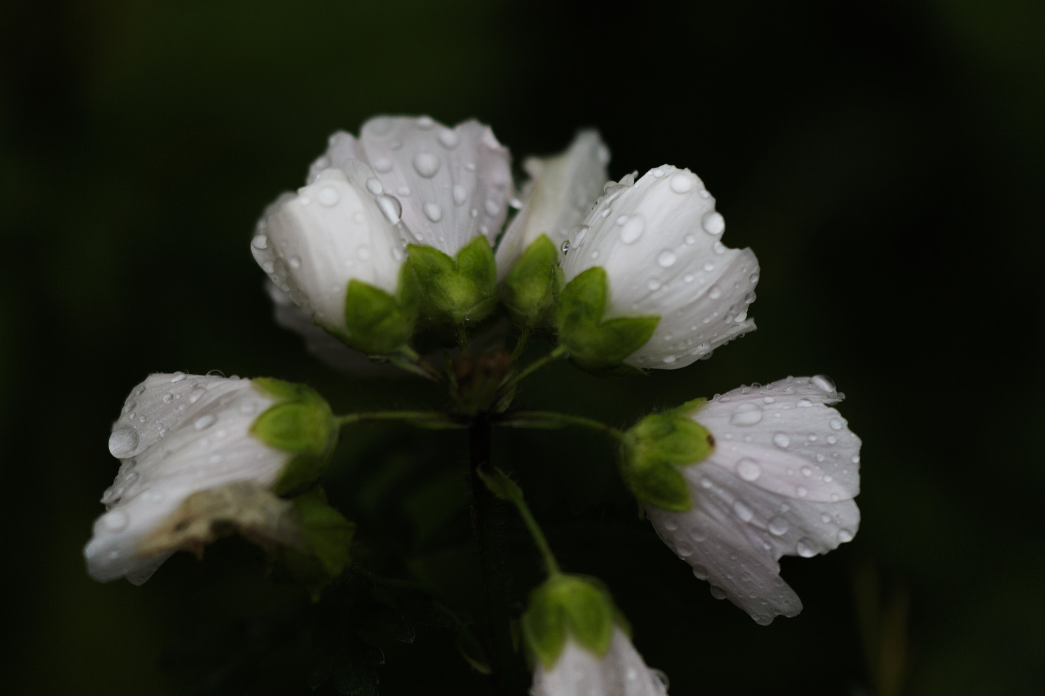 Sigma APO Macro 150mm f/2.8 EX DG HSM sample photo. A photography