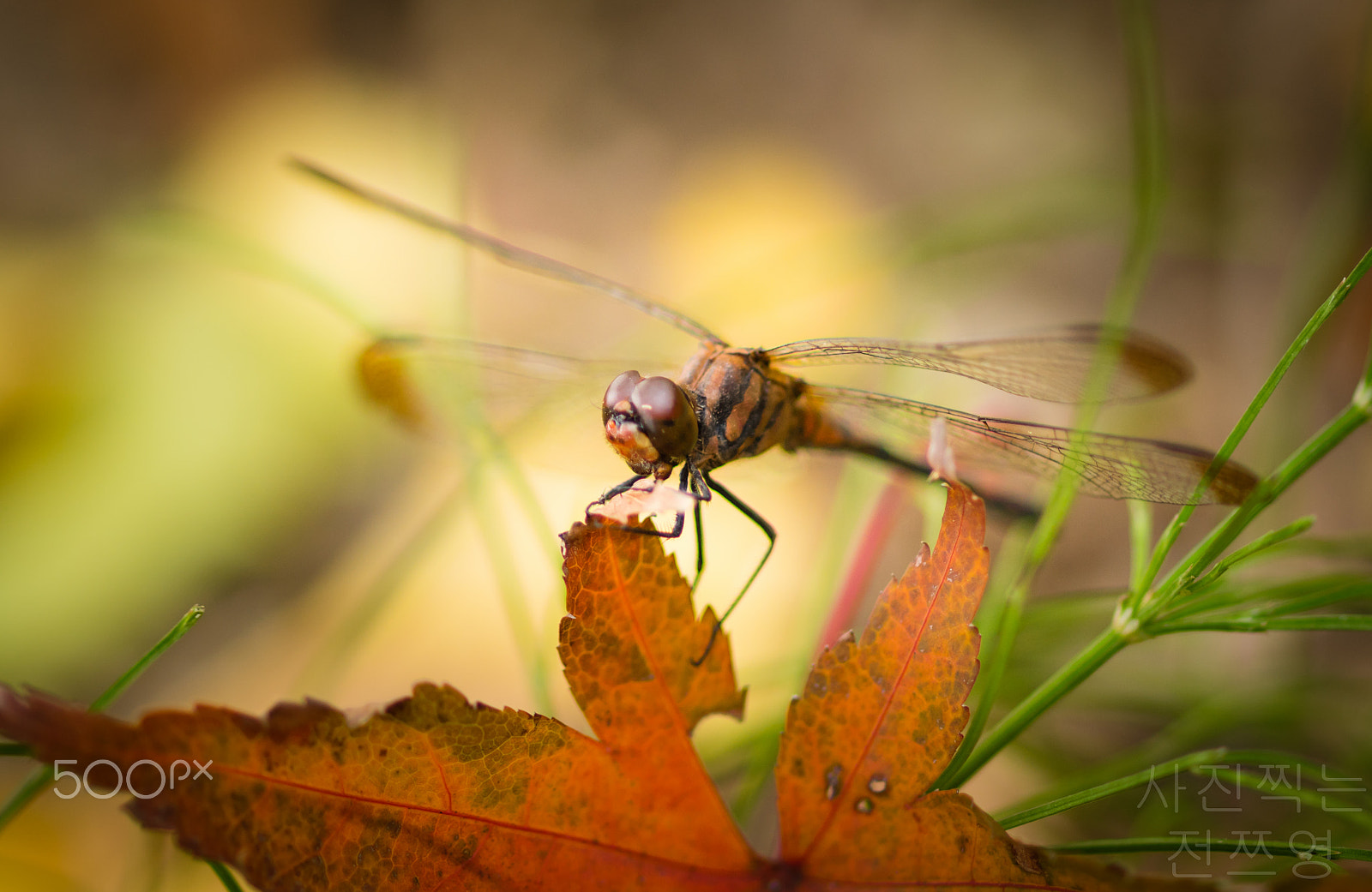 Sony a7 II + Sony 100mm F2.8 Macro sample photo. Sau một hồi chuy tìm chú em đã lọt vào ống kính photography