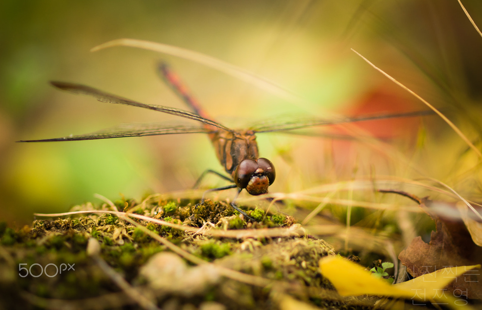 Sony a7 II + Sony 100mm F2.8 Macro sample photo. Sau một hồi chuy tìm chú em đã lọt vào ống kính photography