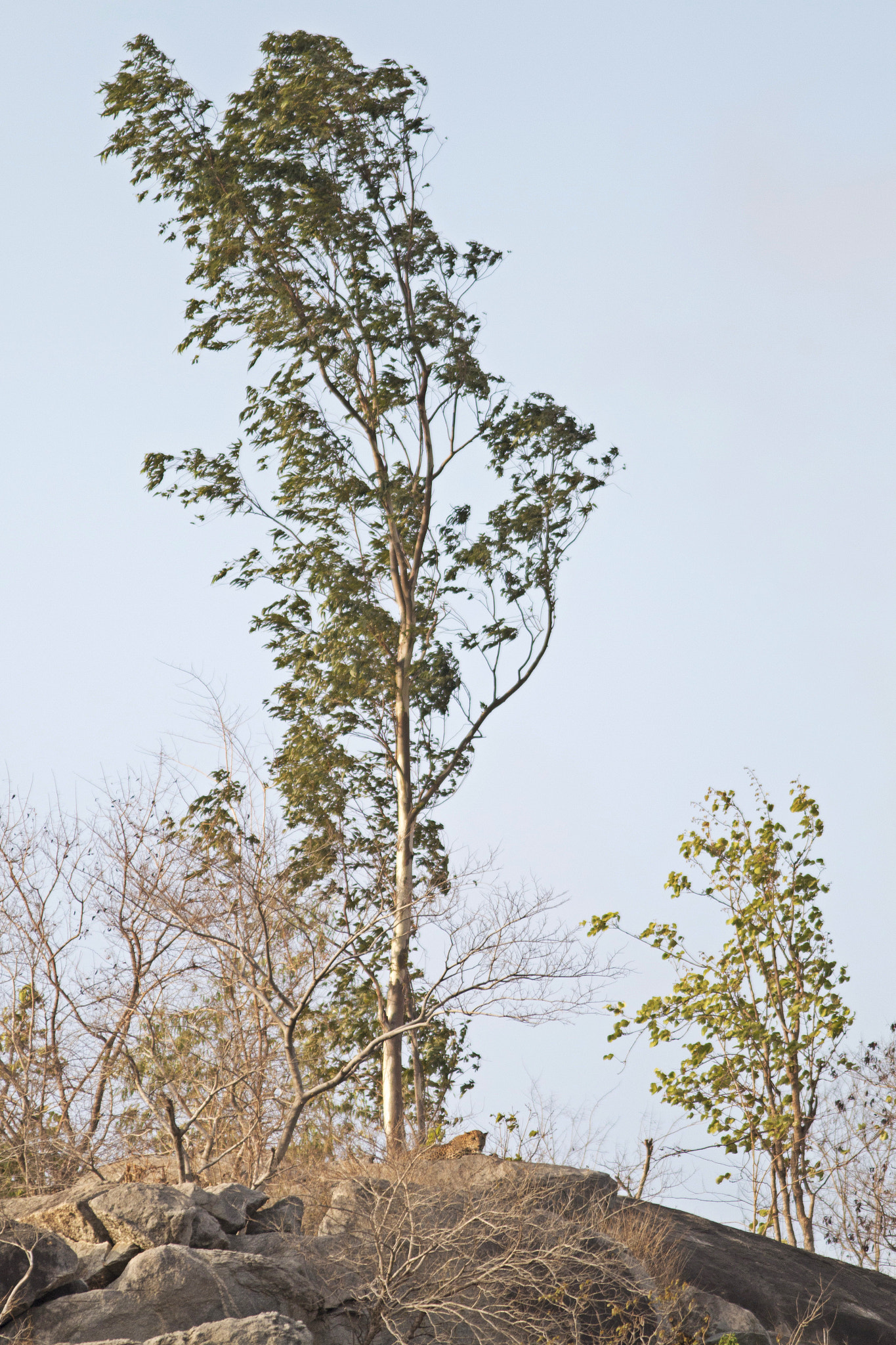Canon EOS 70D + Canon EF 300mm F4L IS USM sample photo. Leopard under a tall tree photography