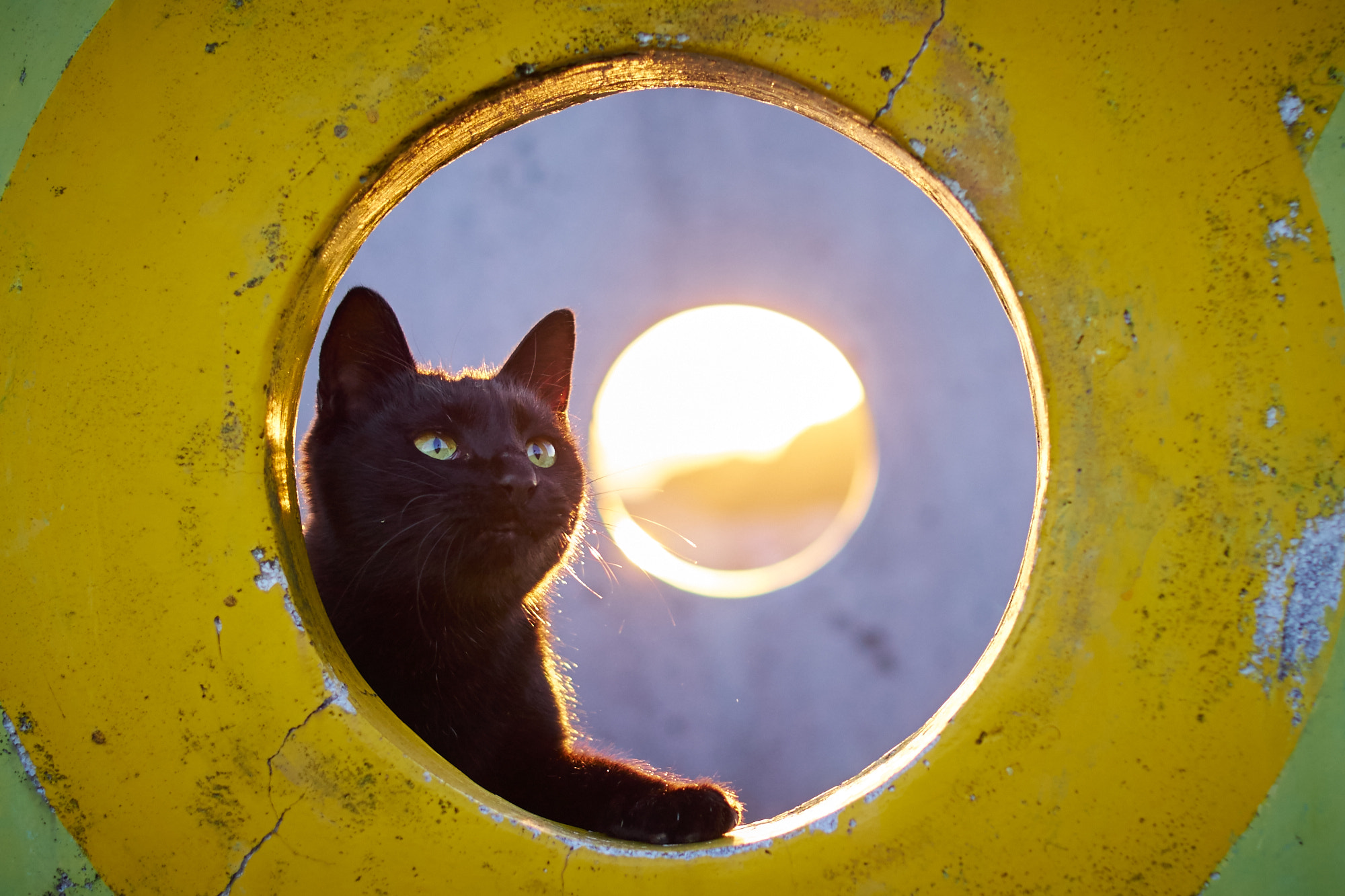 Sigma 30mm F1.4 DC DN | C sample photo. Cat photography