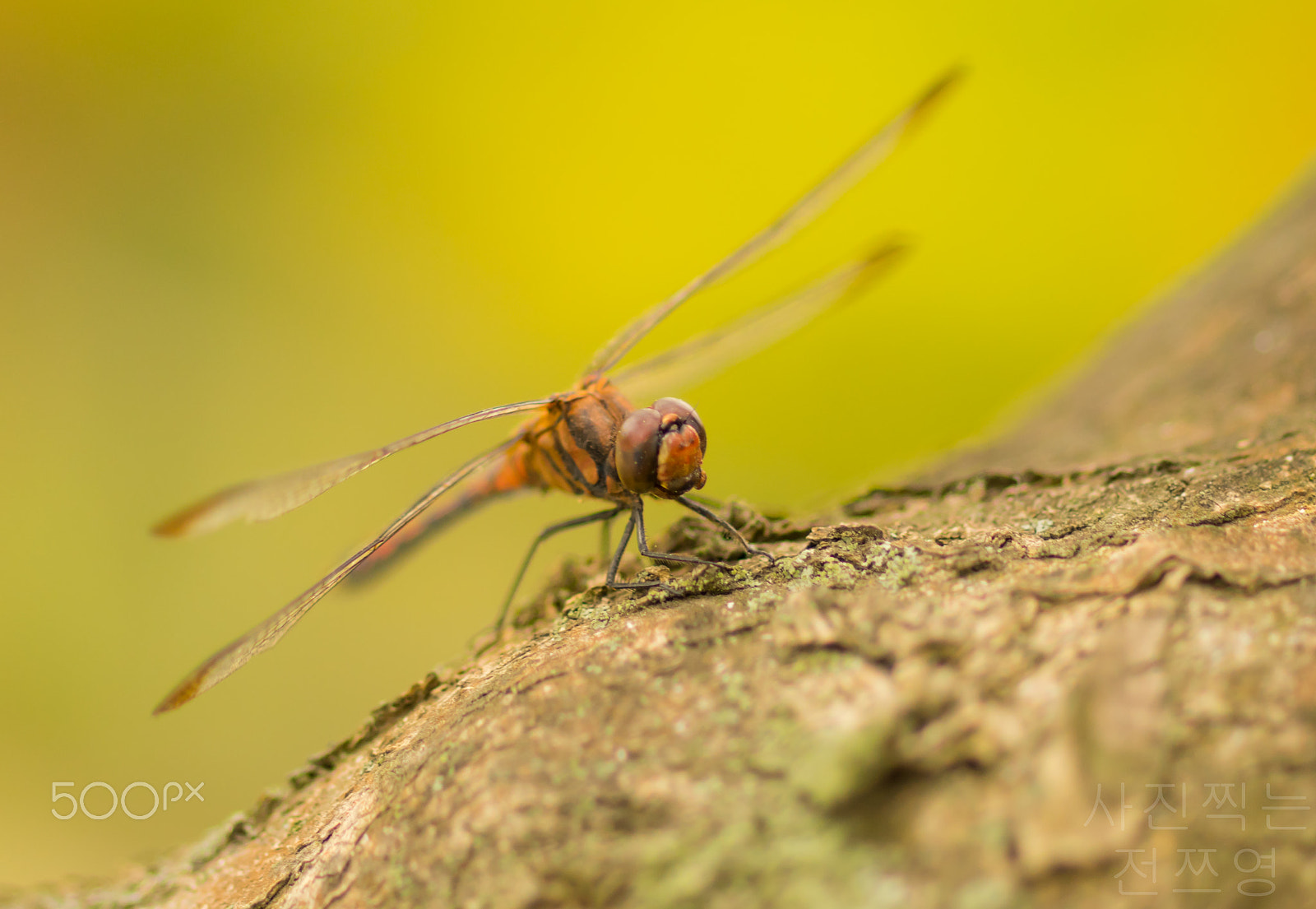 Sony a7 II + Sony 100mm F2.8 Macro sample photo. Sau một hồi chuy tìm chú em đã lọt vào ống kính photography