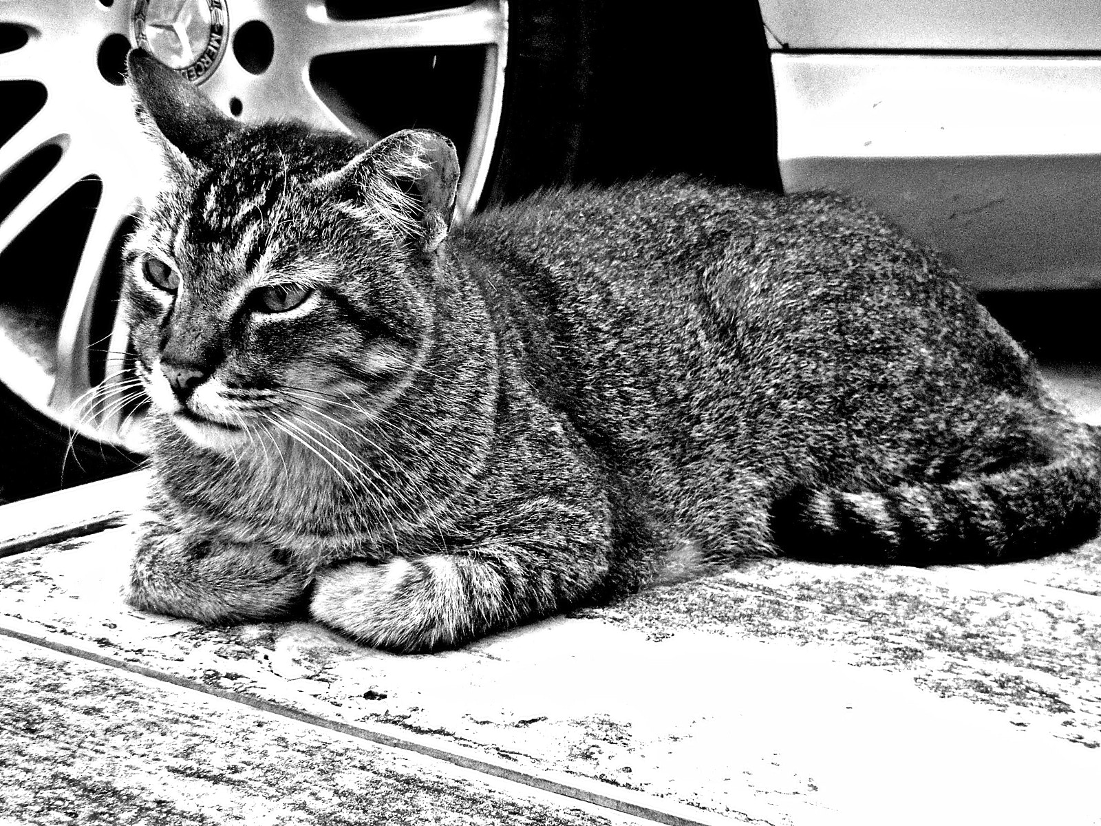 Nikon Coolpix S1200pj sample photo. A city cat story photography