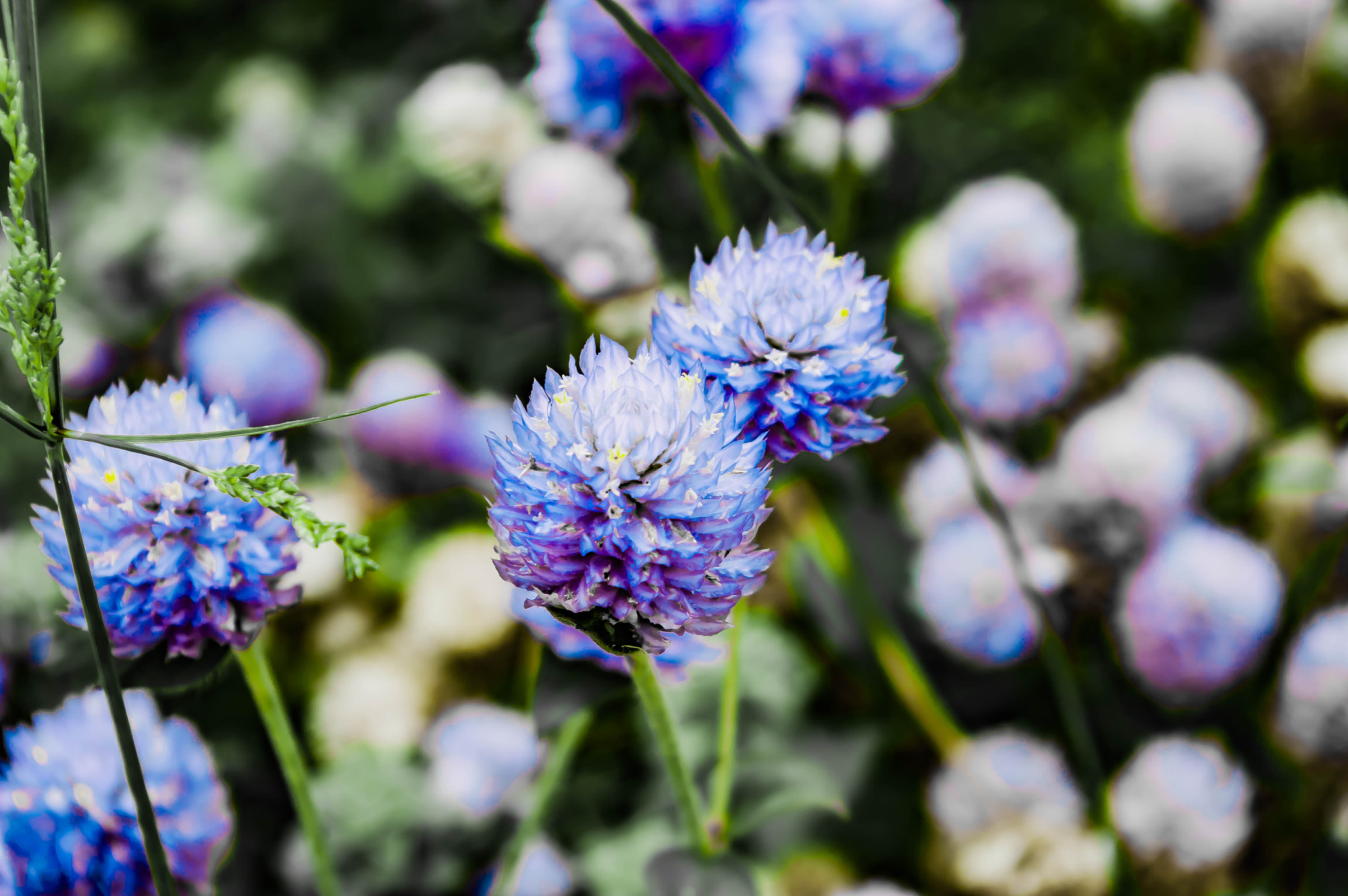 Pentax K20D sample photo